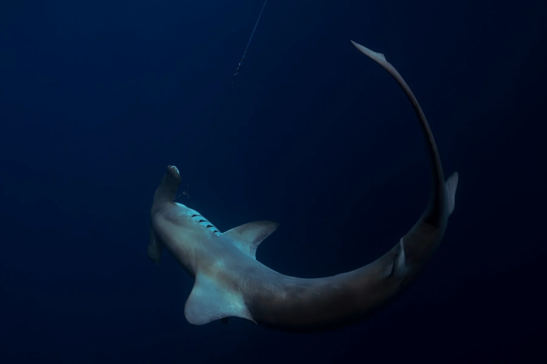 Hammerhead hooked to a fishing line in the ocean