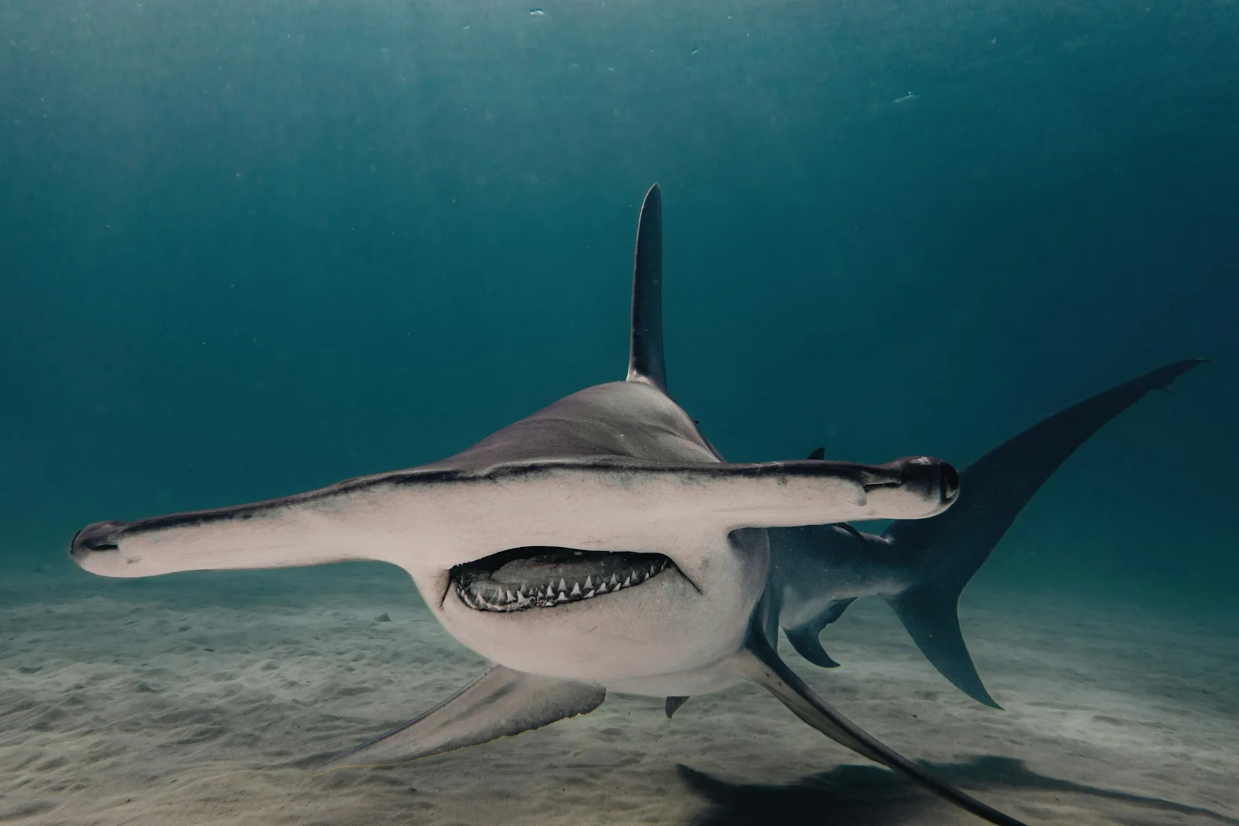 Close up photo of great hammerhead shark