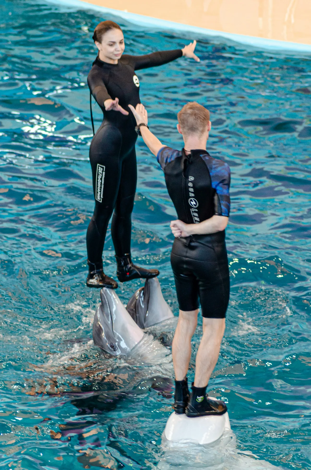 Dolphin trainers standing on the marine animals kept in captivity being exploited for human entertaiment 