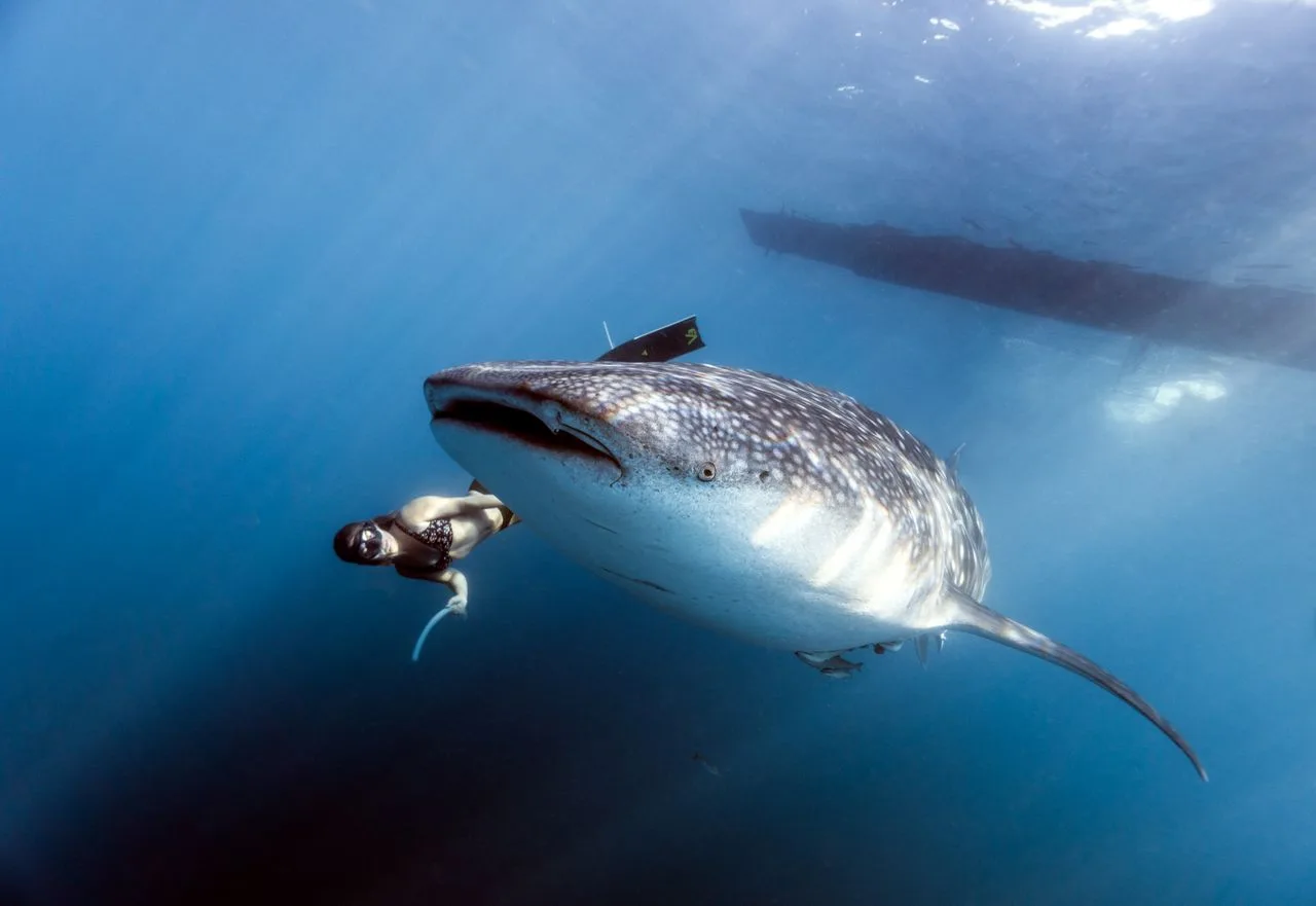 freediver approaching a whale shark near the surface, with a dive boat hull visible above