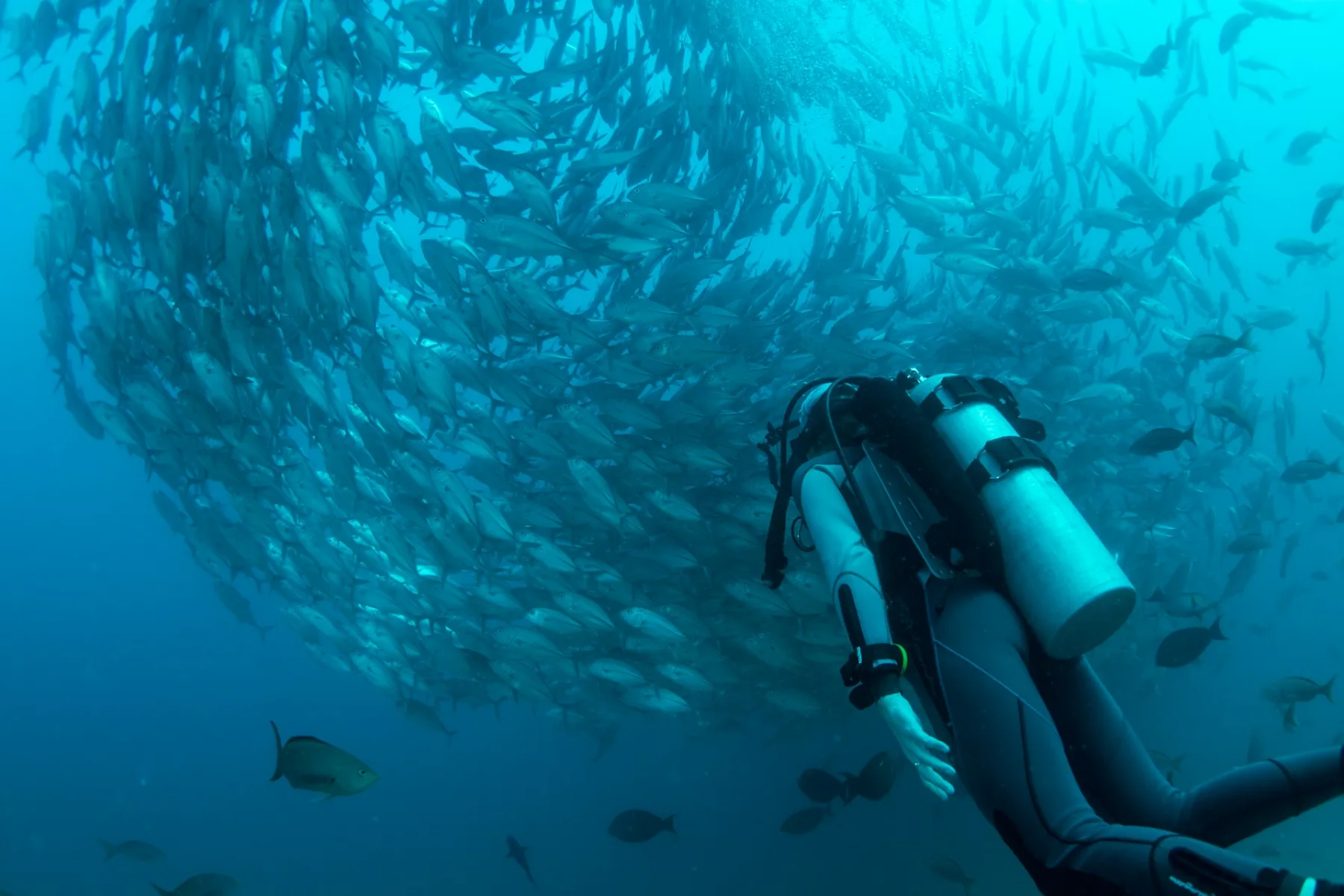 scuba diver in cabo pulmo with a school of jack fish