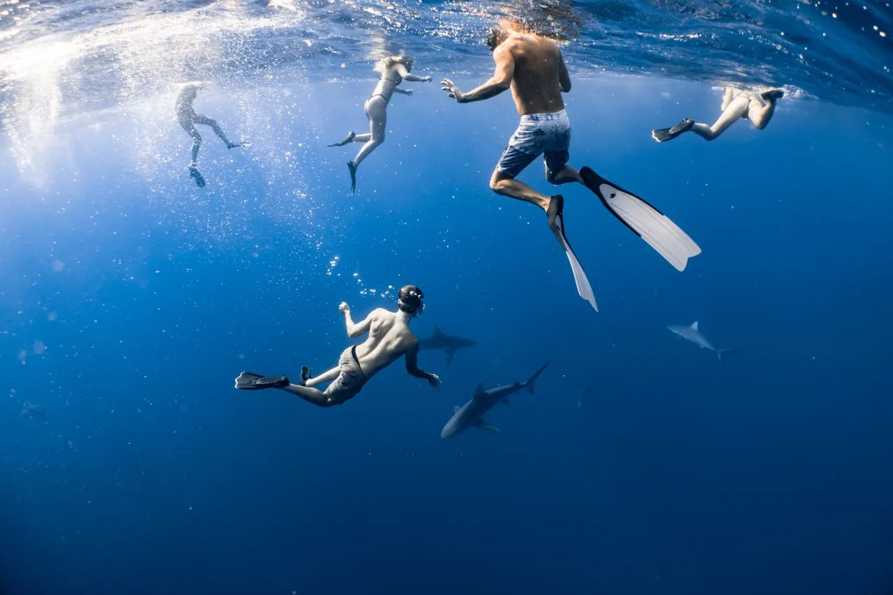 snorkelers swimming with sharks in the ocean