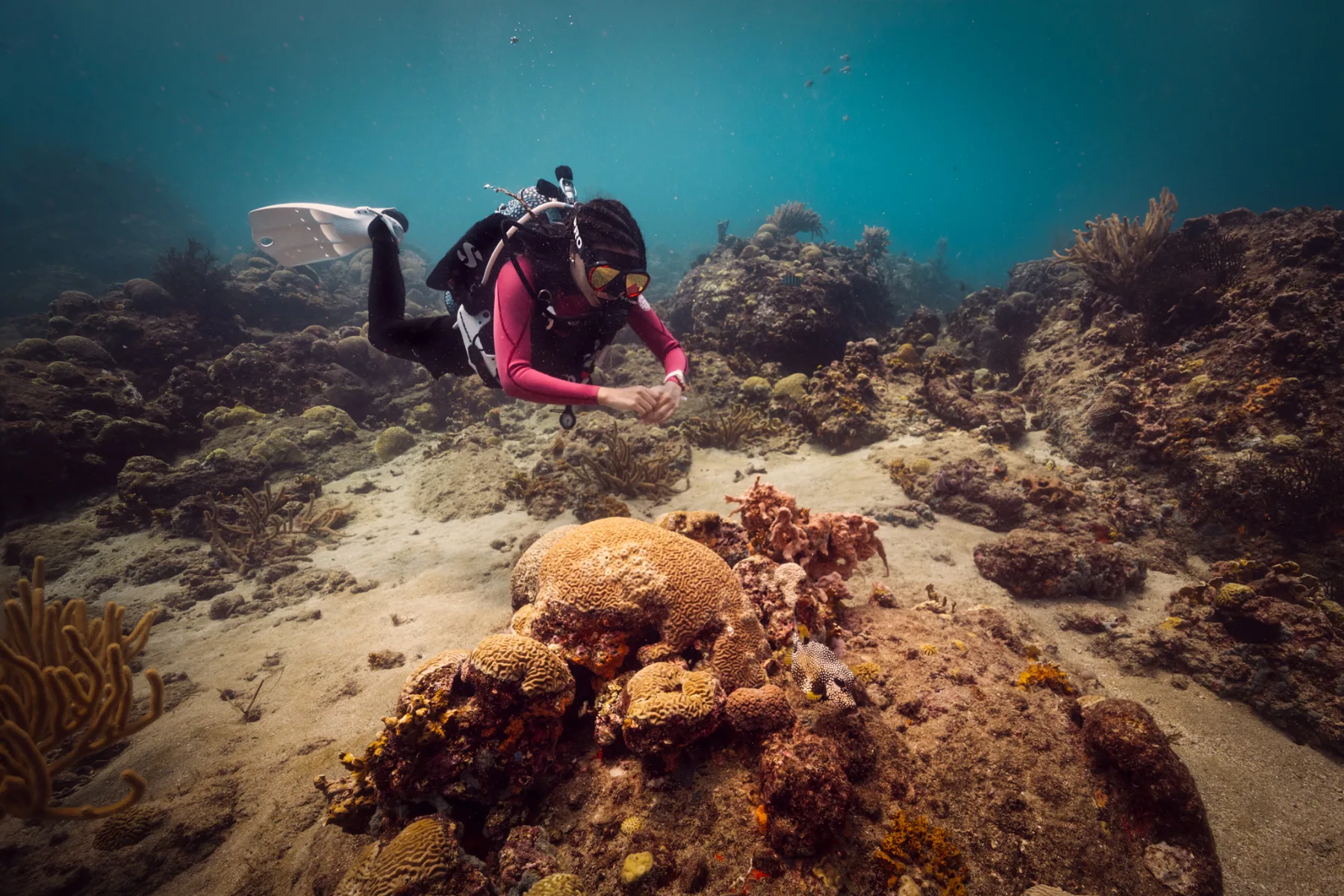 scuba diver hovering over brain coral on a Caribbean reef