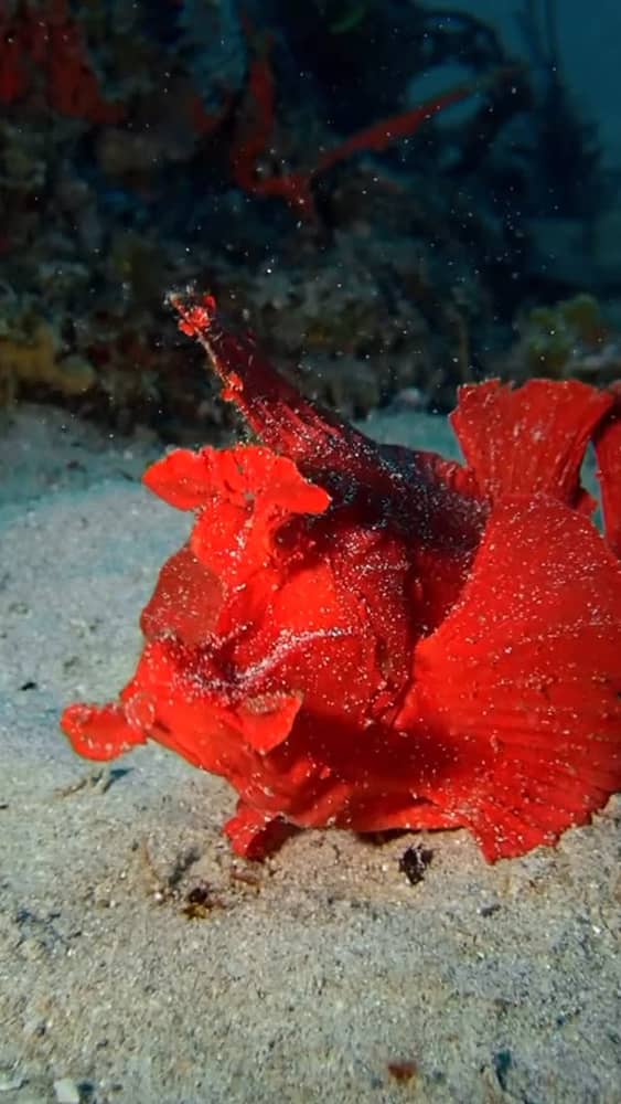Jackpot! 🎰❤️‍🔥The Rinophia is considered a “Holy Grail” critter in the scuba diving world.