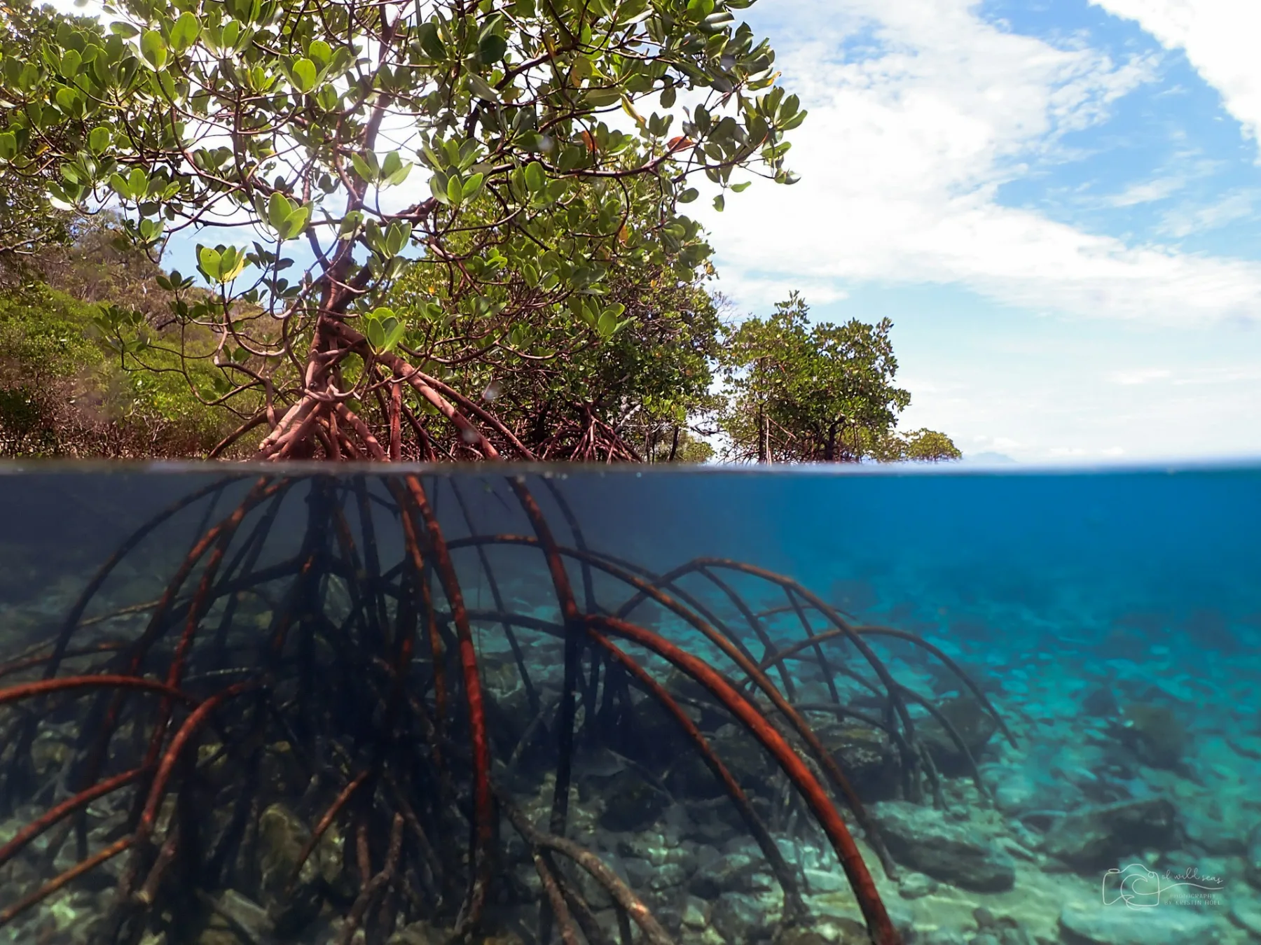 una vista submarina de un bosque de manglar