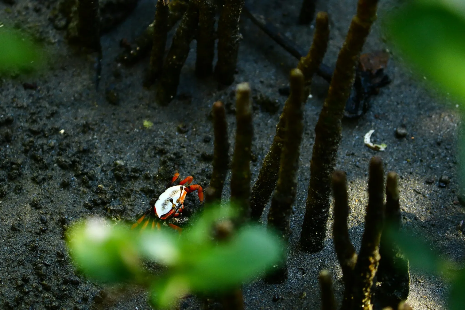 un cangrejo rojo y blanco sobre una playa de arena y manglar