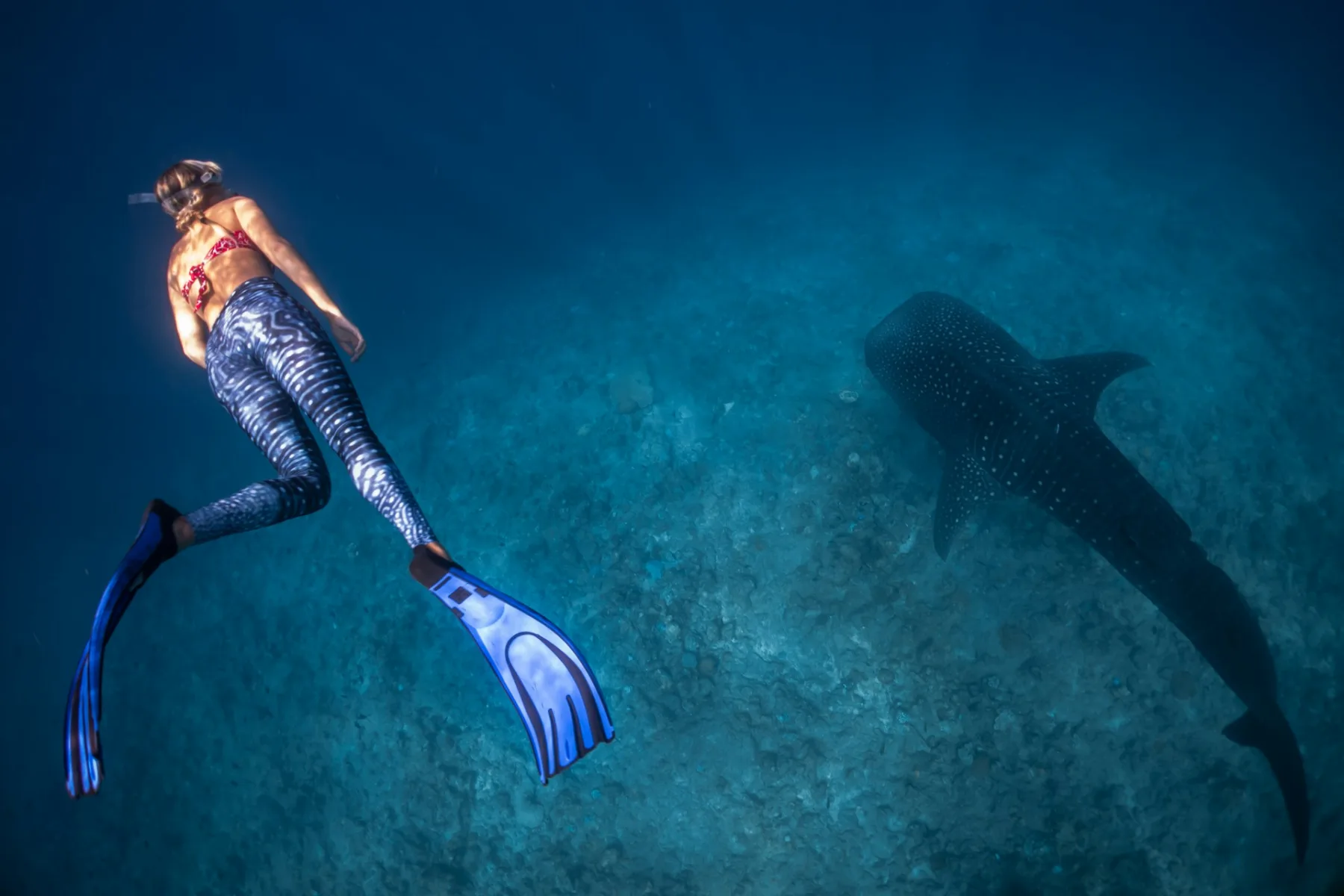 snorkeler diving underwater with whale shark