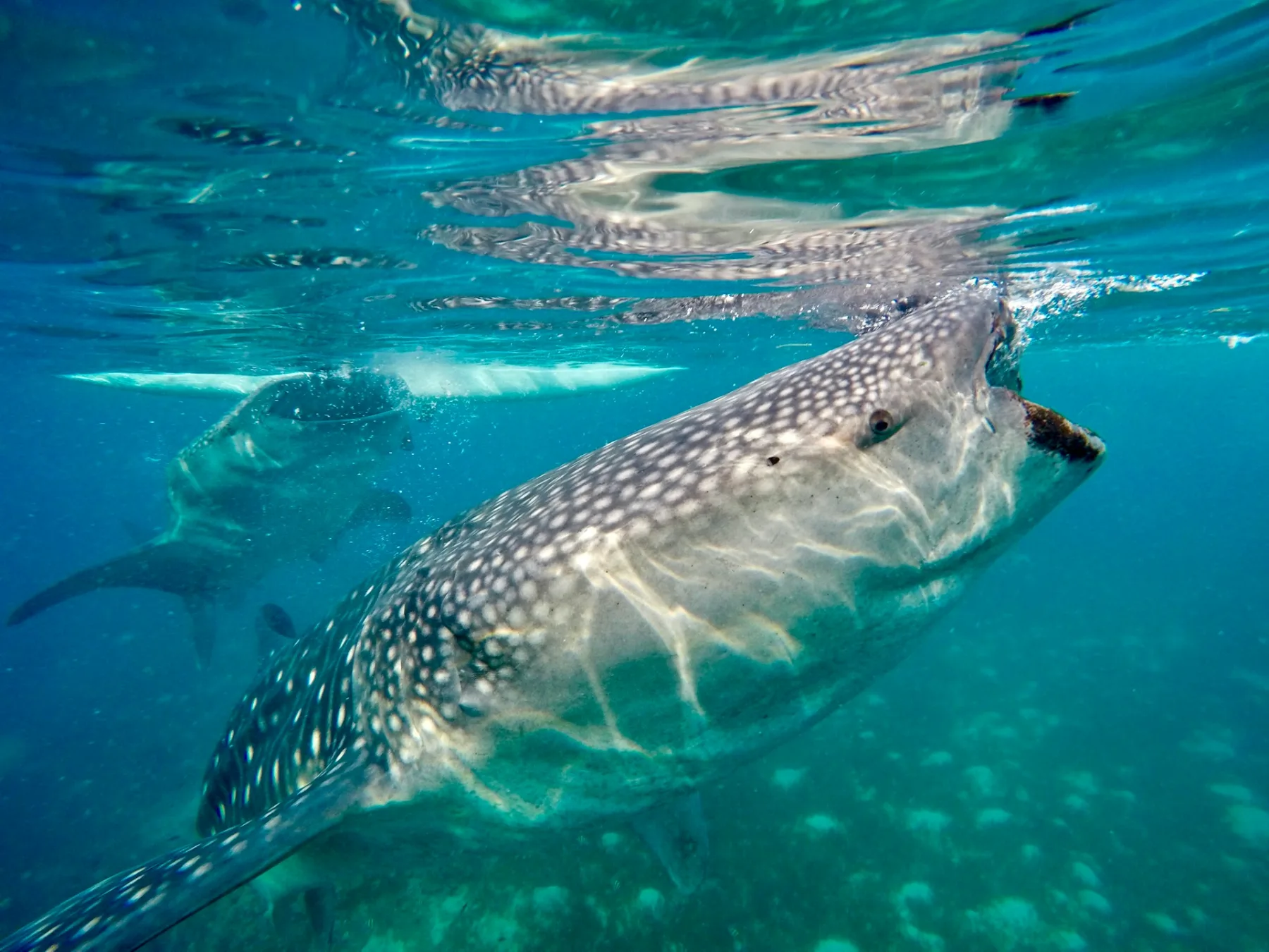 two whalesharks filter feeding on the surface of the ocean