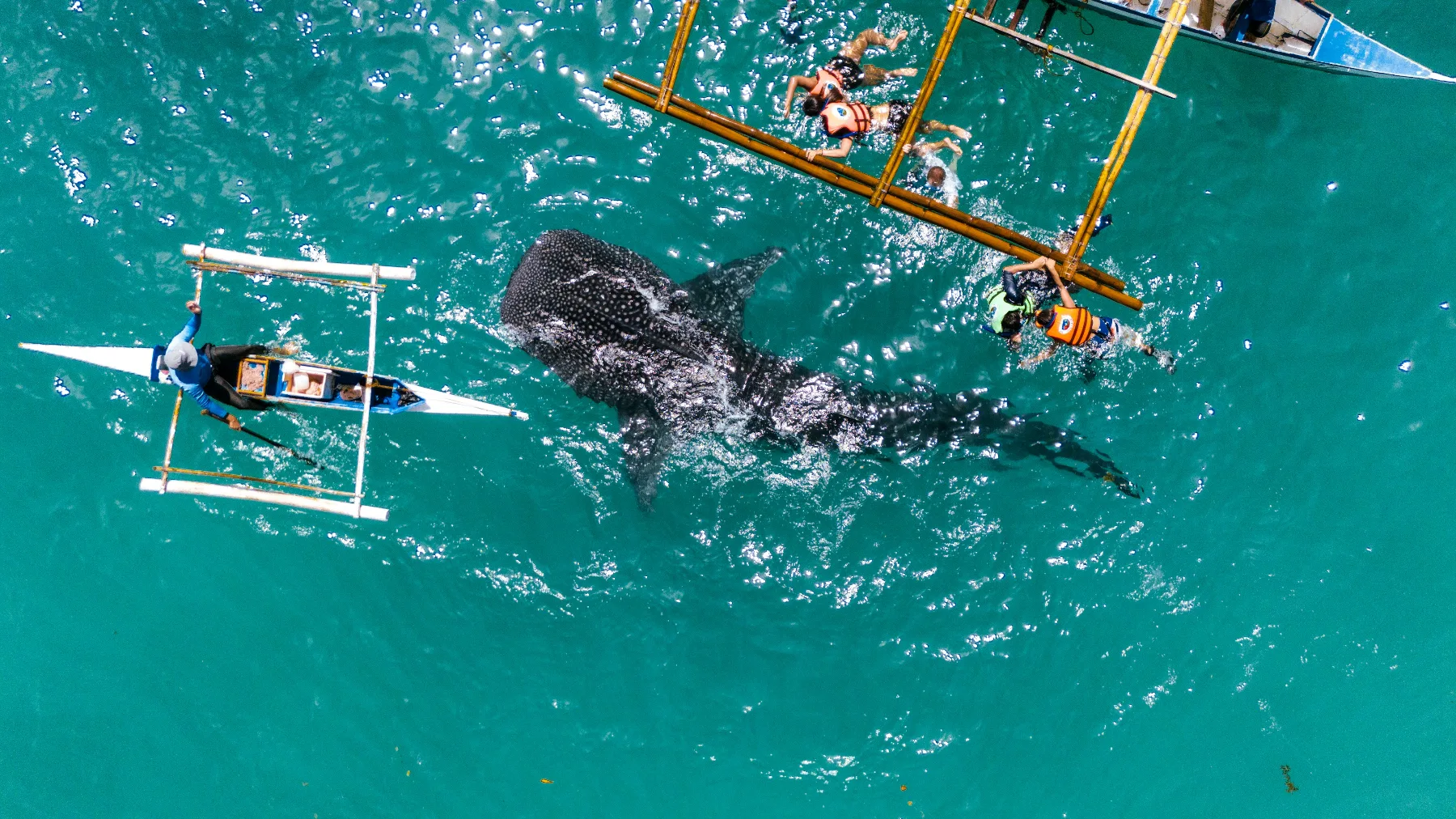 aerial photo of whaleshark surrounded by boats and snorkelers