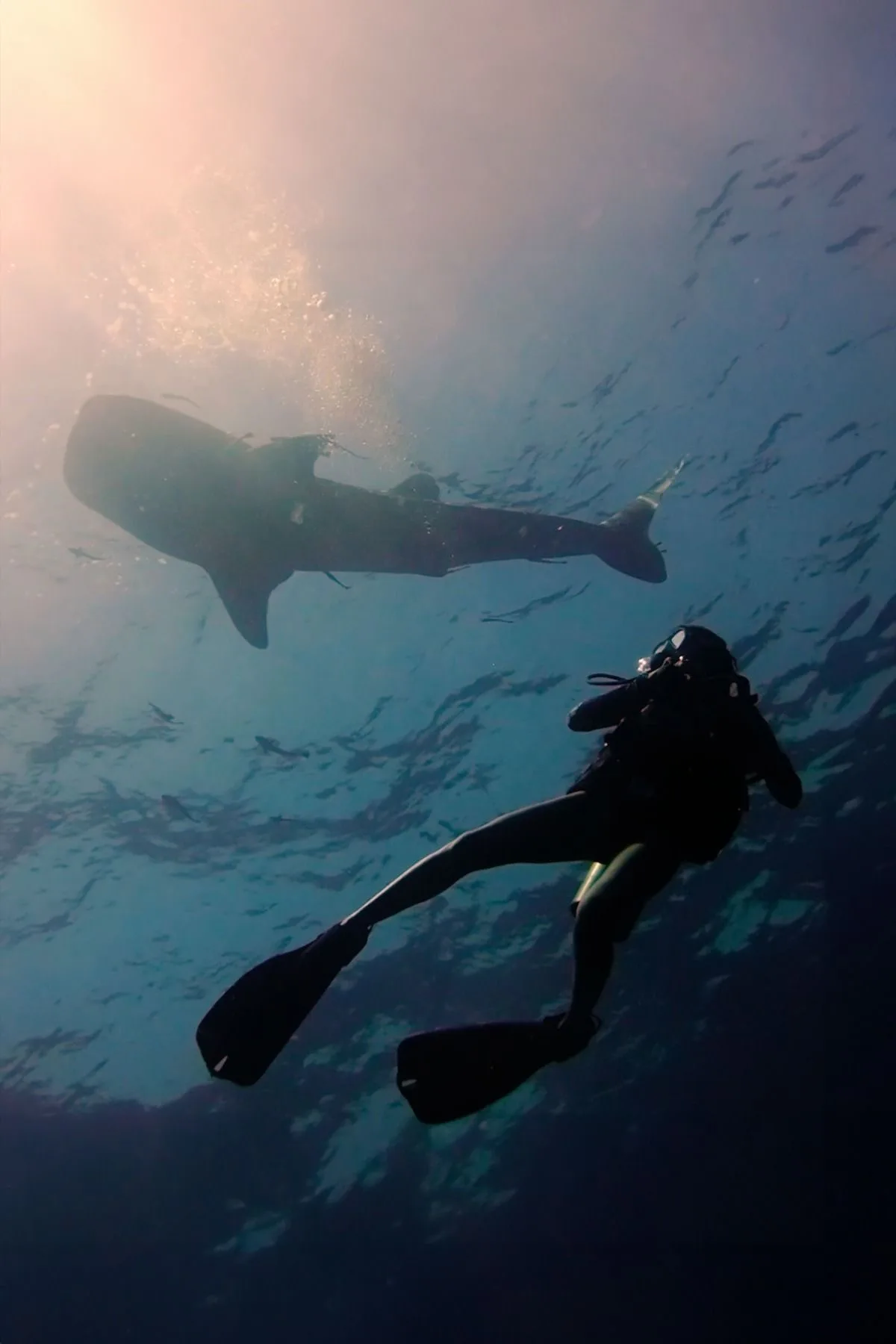 Caro Santamaria scuba diving in open water with a whale shark