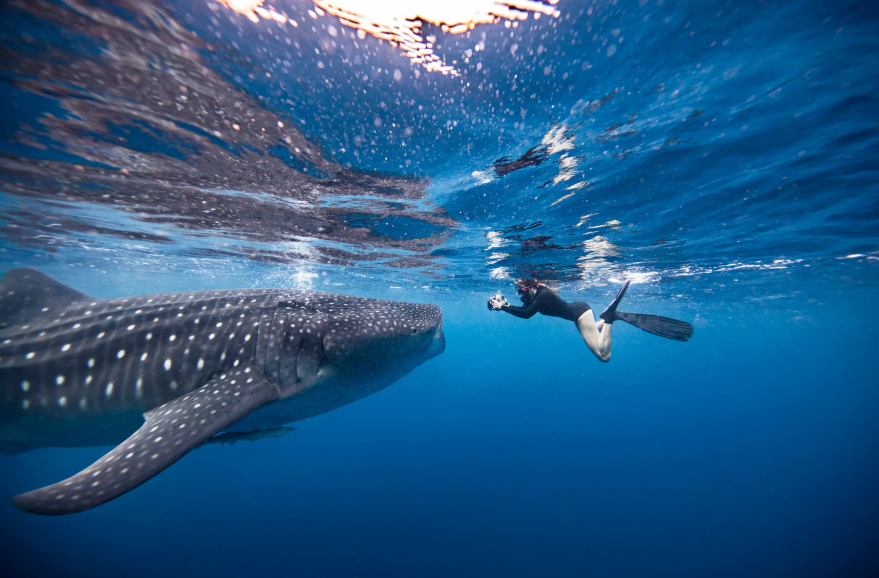 snorkeler photographing the unique patterns of a whaleshark in the ocean 