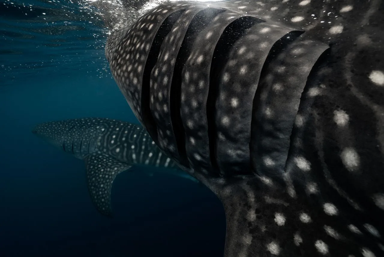 closeup look at the gills of a whaleshark with another shark in the background