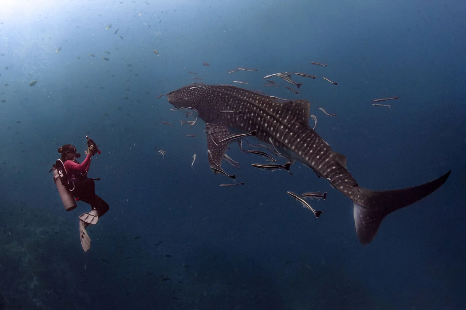 Caro Santamaria Ocean photographing a whaleshark in Koh Tao, Thailand