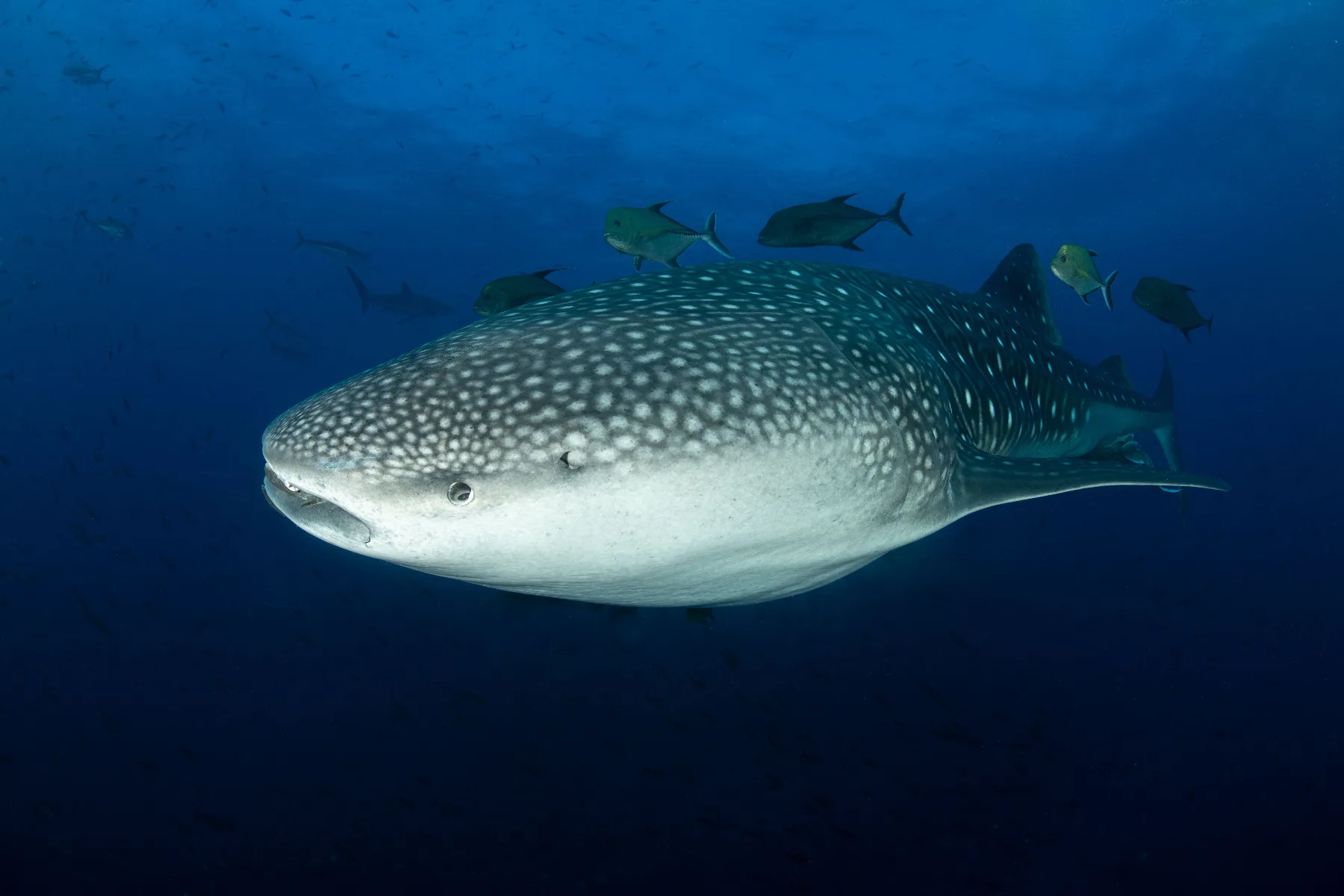 underwater shot of a whale shark surrounded by a school of trevalies