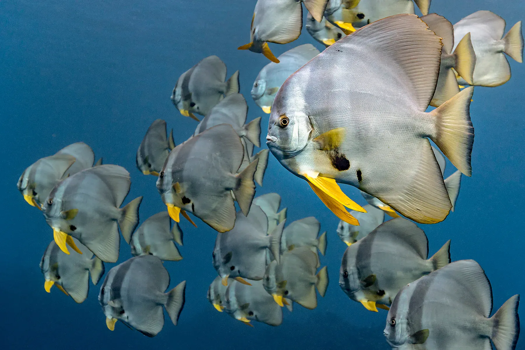 A school of longfin batfish in close formation in blue water off Koh Tao, the kind of dense pelagic schooling that the pinnacles deliver on a good day.