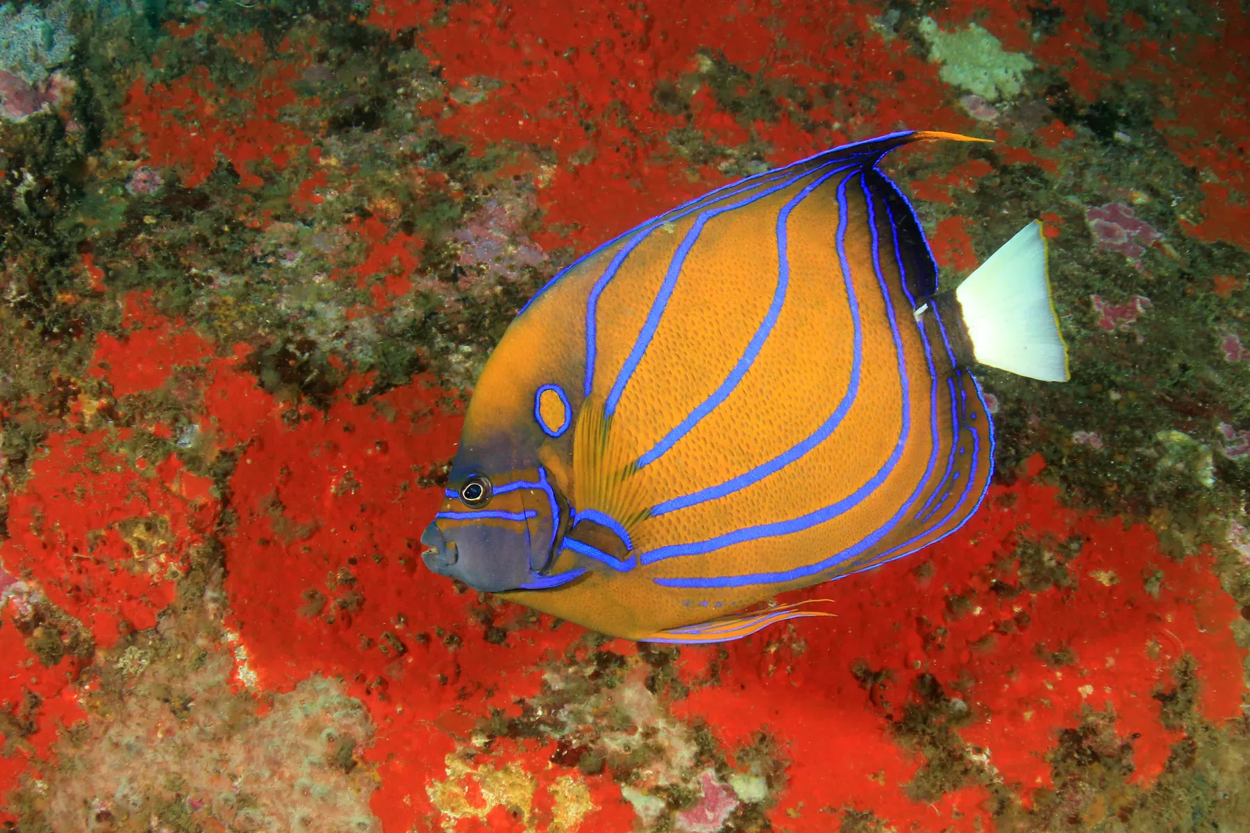 A blue-ringed angelfish against a deep red coral-encrusted boulder on a Koh Tao reef, the kind of resident reef life that long-term restoration work is designed to protect.