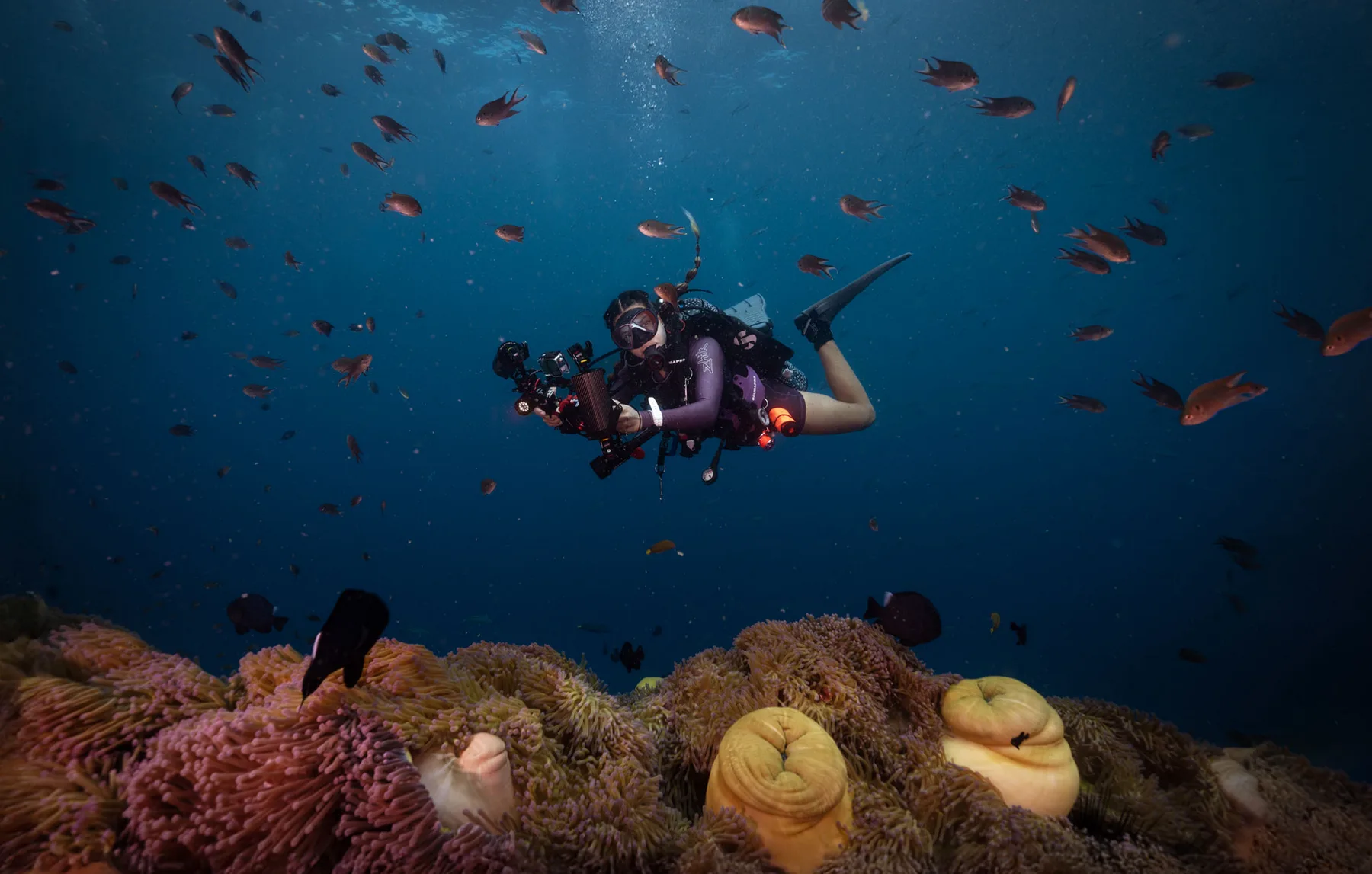 An underwater photographer on the anemone gardens of a Koh Tao pinnacle site, dense reef fish working the water column above the soft coral cover.