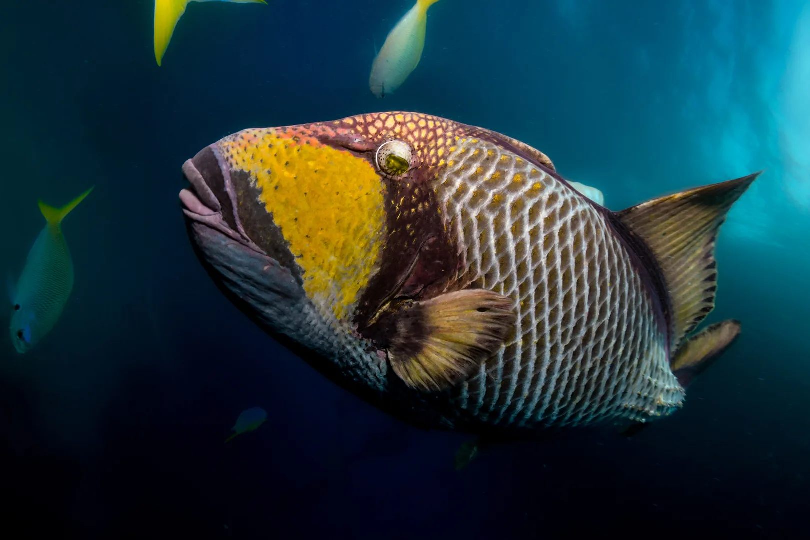 A close portrait of a giant triggerfish on a Koh Tao reef, the kind of resident inhabitant most divers will meet at White Rock or one of the shallower sites.