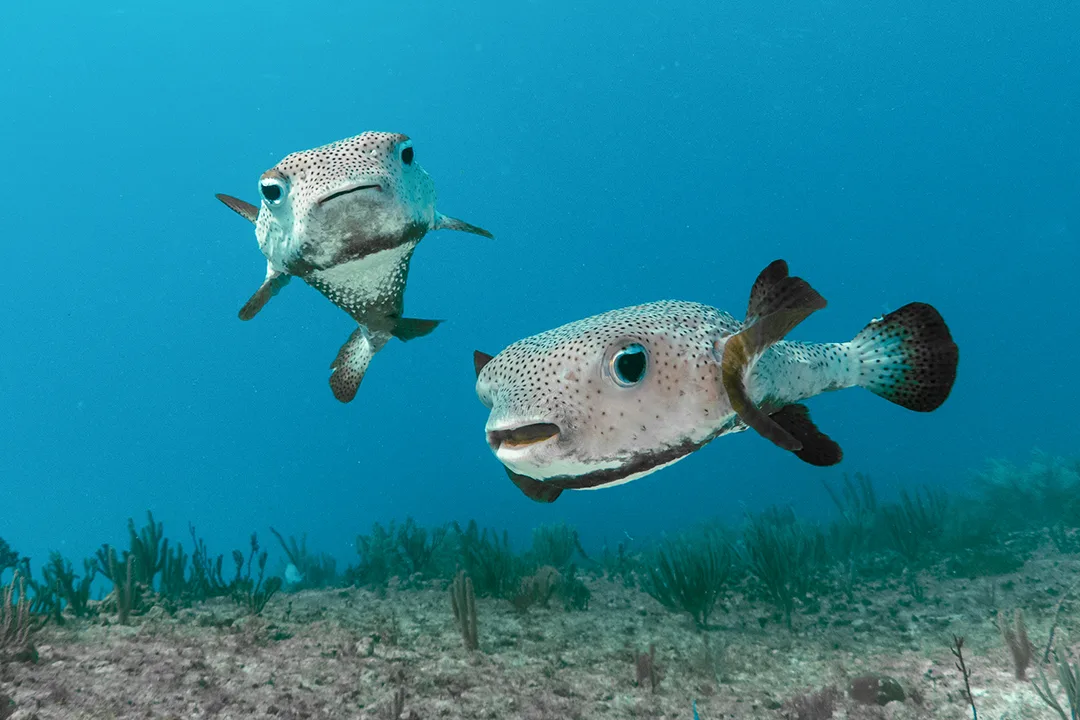 Two porcupinefish cruising side by side over a sandy slope, the kind of resident encounter Junkyard delivers under its purpose-built artificial reef structure.