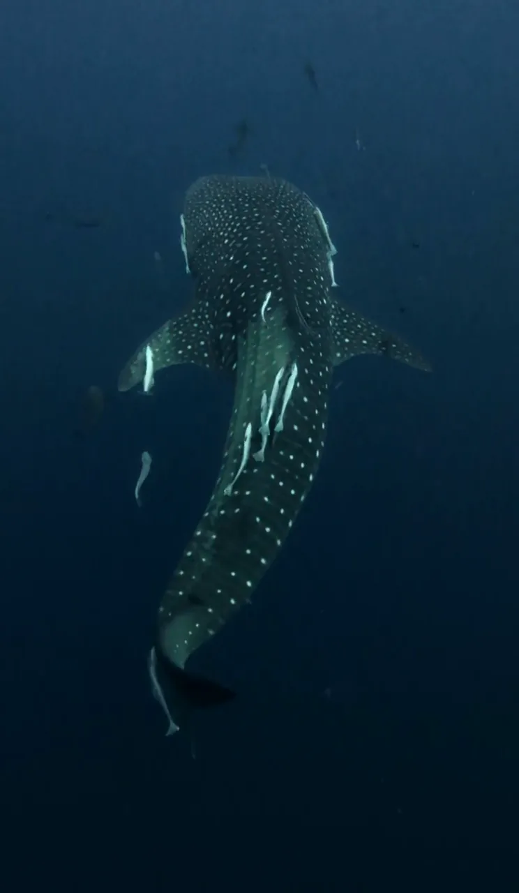 Diving with Whale Sharks in Koh Tao, Thailand