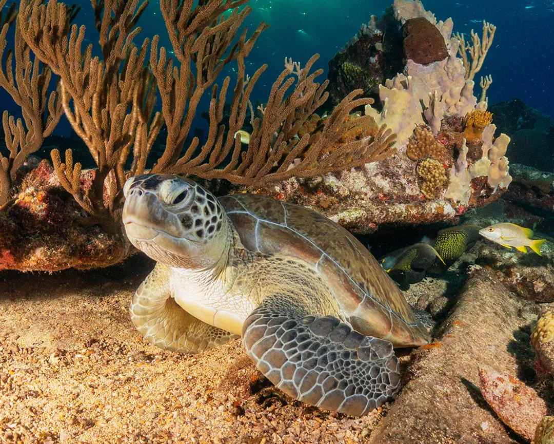 Una tortuga verde descansando entre abanicos de mar en Shark Bay, Koh Tao