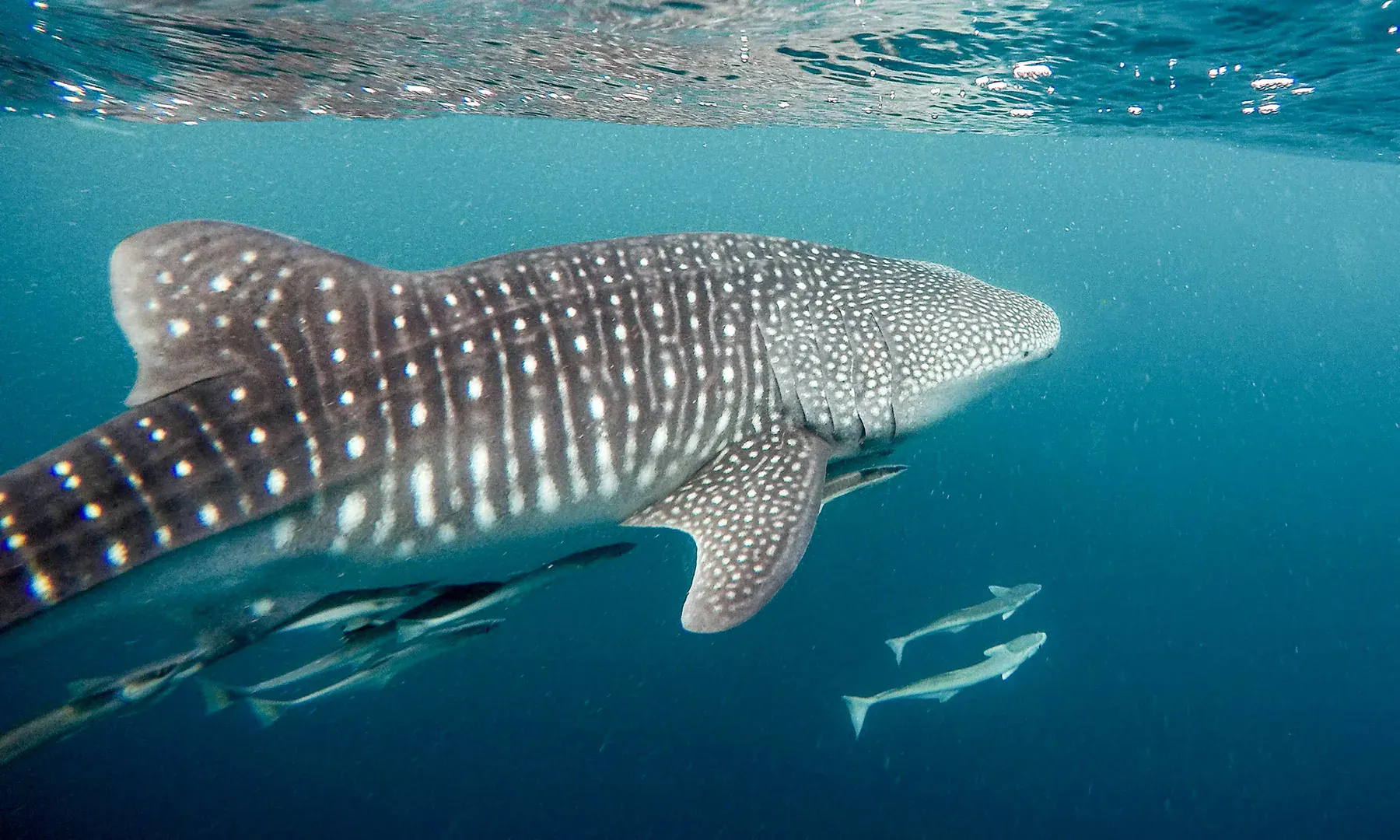 A whale shark cruising near the surface in clear blue water, two remora trailing along its flank, the kind of encounter the Koh Tao pinnacles deliver in the right season.