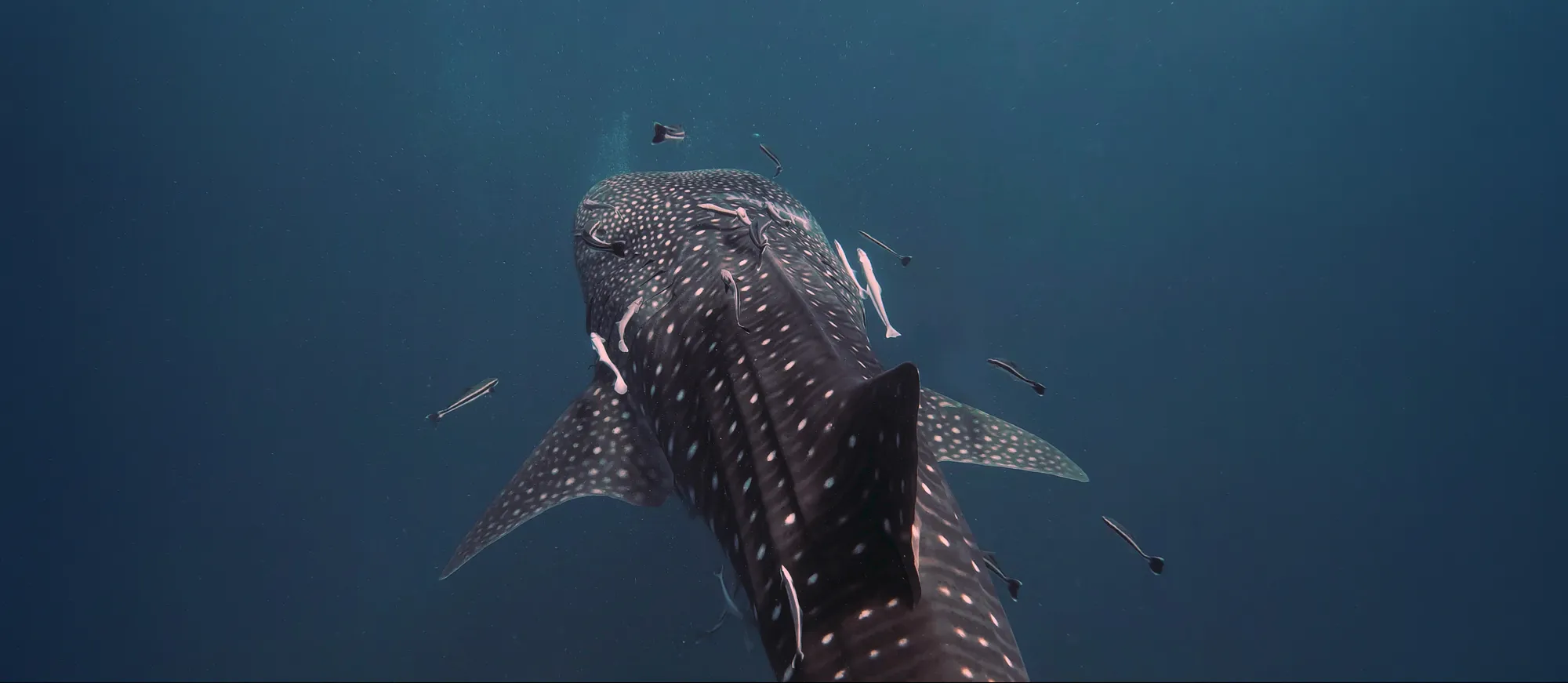 Un tiburón ballena visto desde arriba en aguas azules abiertas, seguido por rémoras