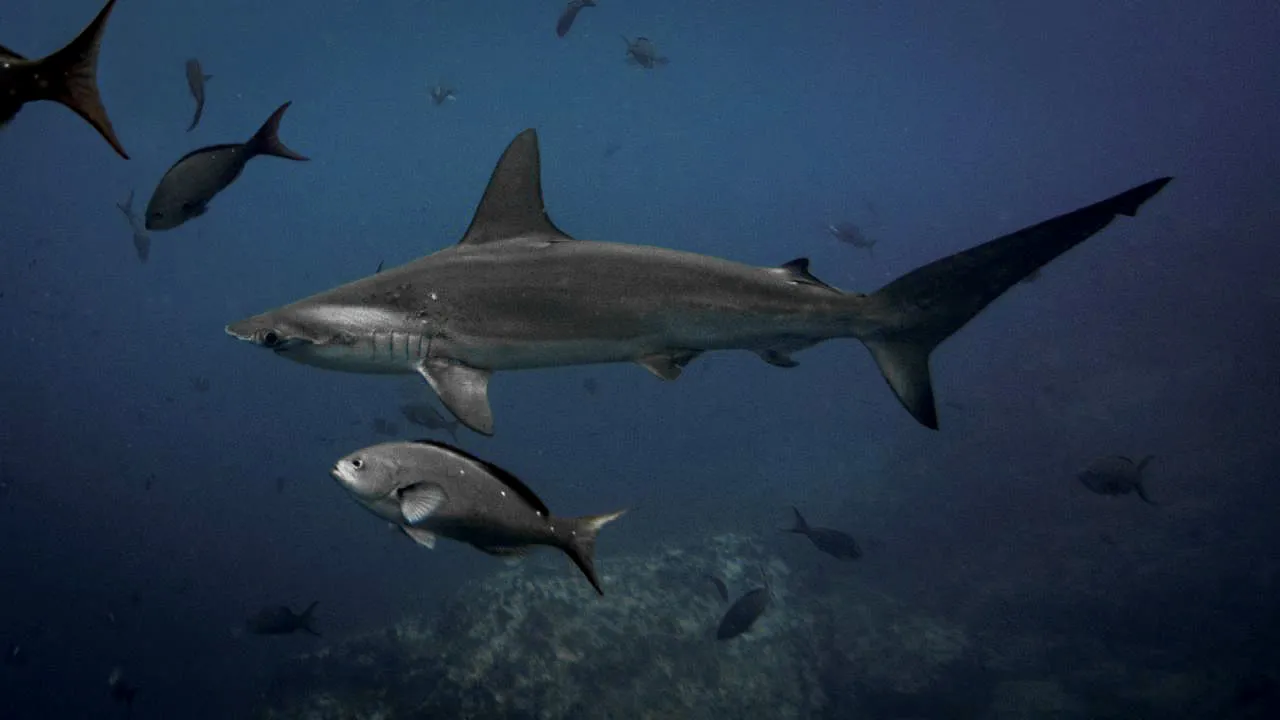 A scalloped hammerhead shark cruising the seamount at Malpelo, Colombia, with reef fish in the foreground.