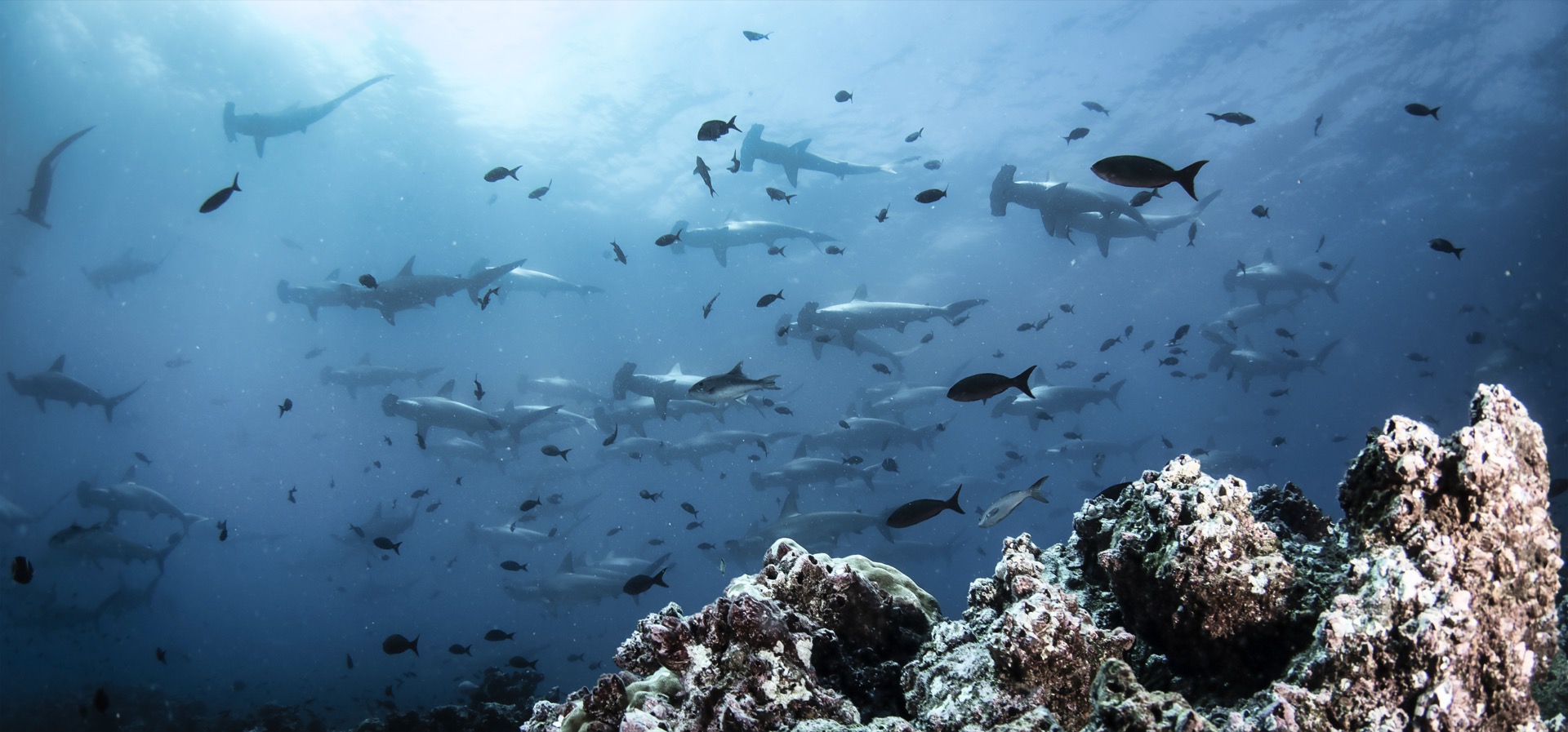 The People Who Guard Malpelo's Shark Sanctuary Year-Round