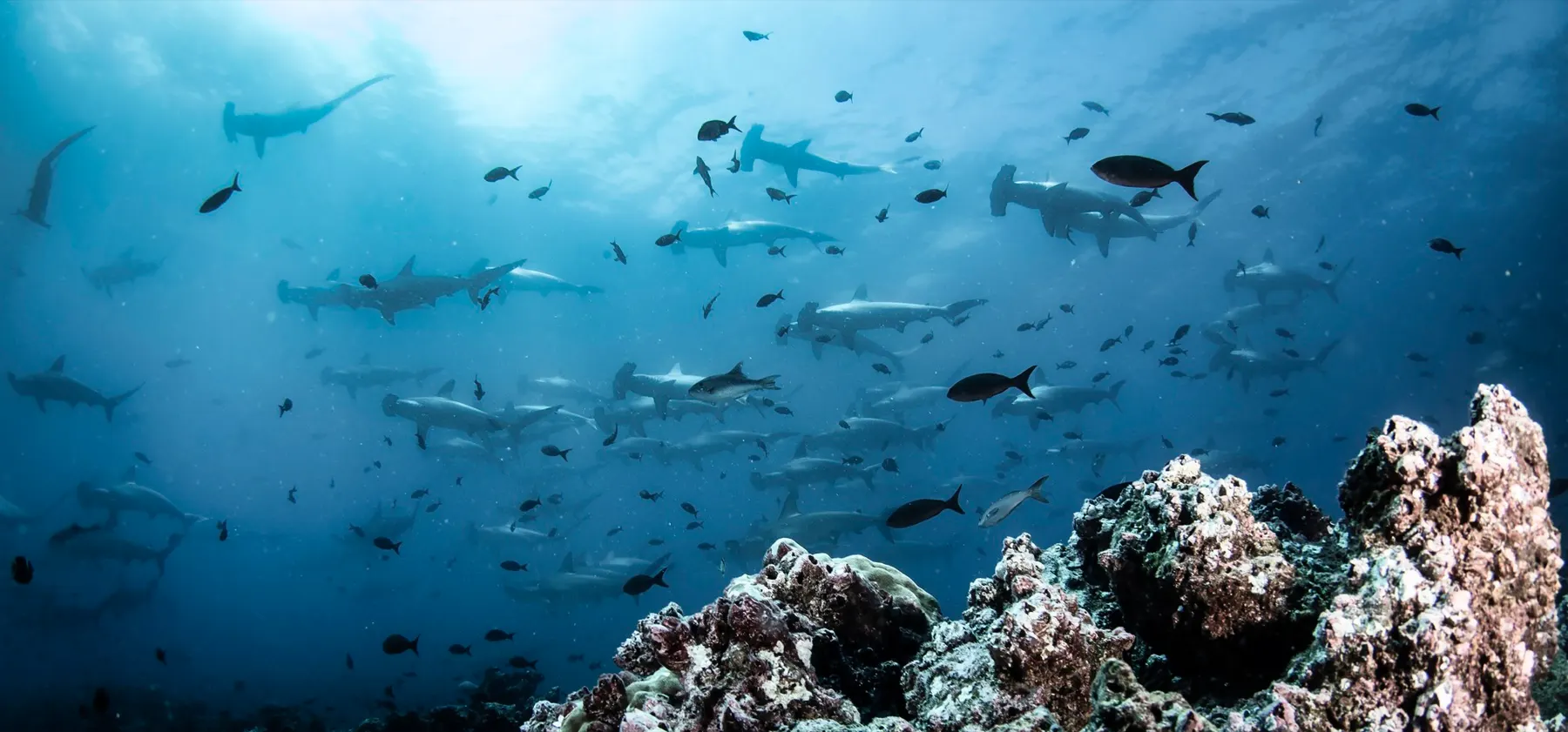Malpelo 🇨🇴
