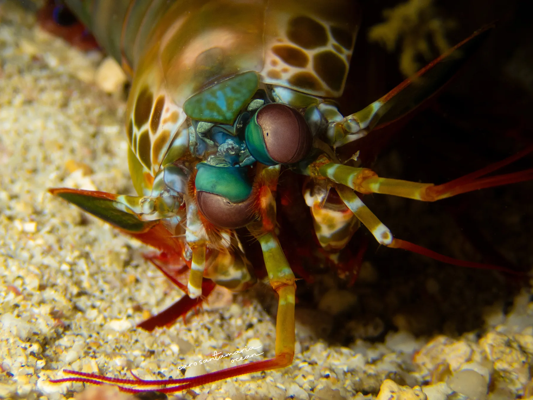 Peacock-mantis-shrimp-muck-diving