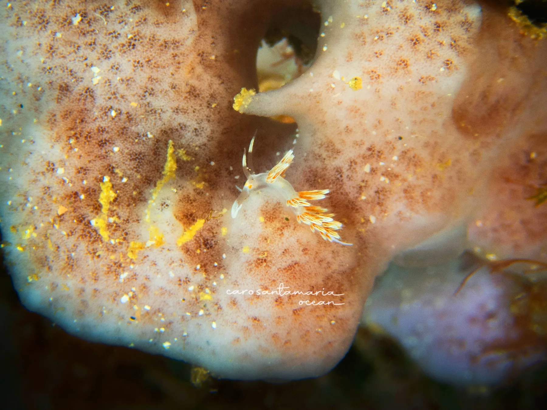Cratena-sp-nudibranch.