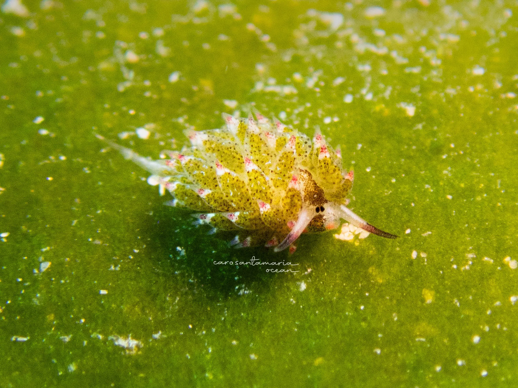 cotasiella sp. sea slug 