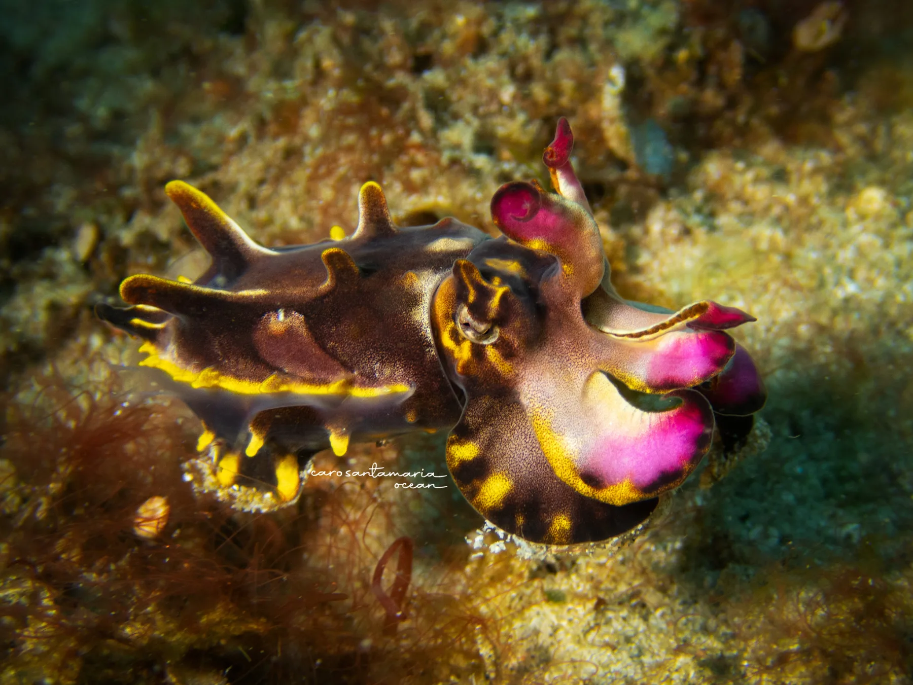 flamboyant cuttlefish during muck dive