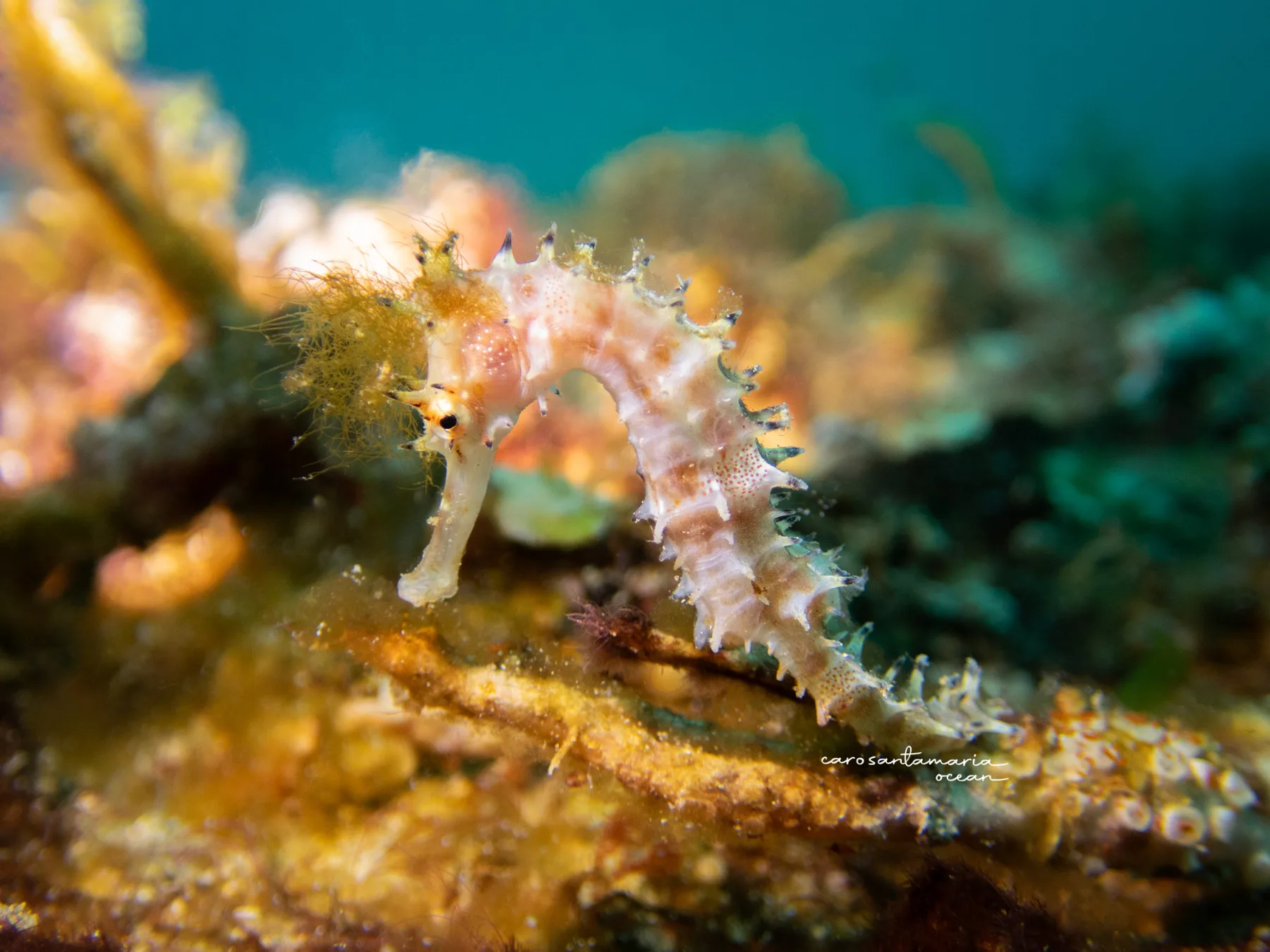 Spiny-sea-horse-muck-diving