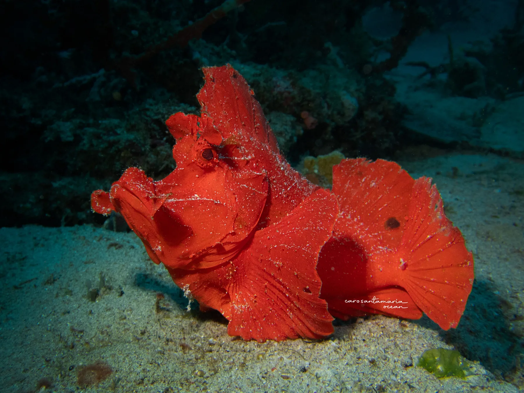 rinopia-muck-diving-by-underwater-photographer-caro-santamaria-ocean