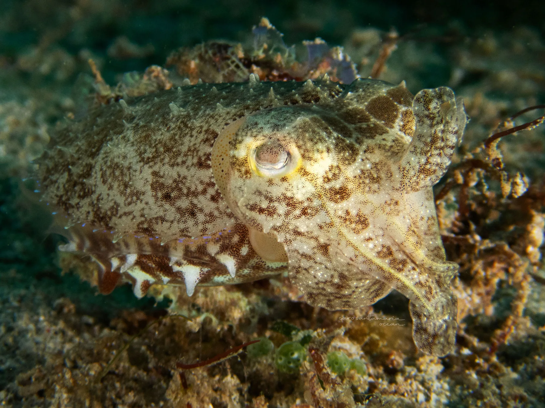 cuttle fish during a much dive
