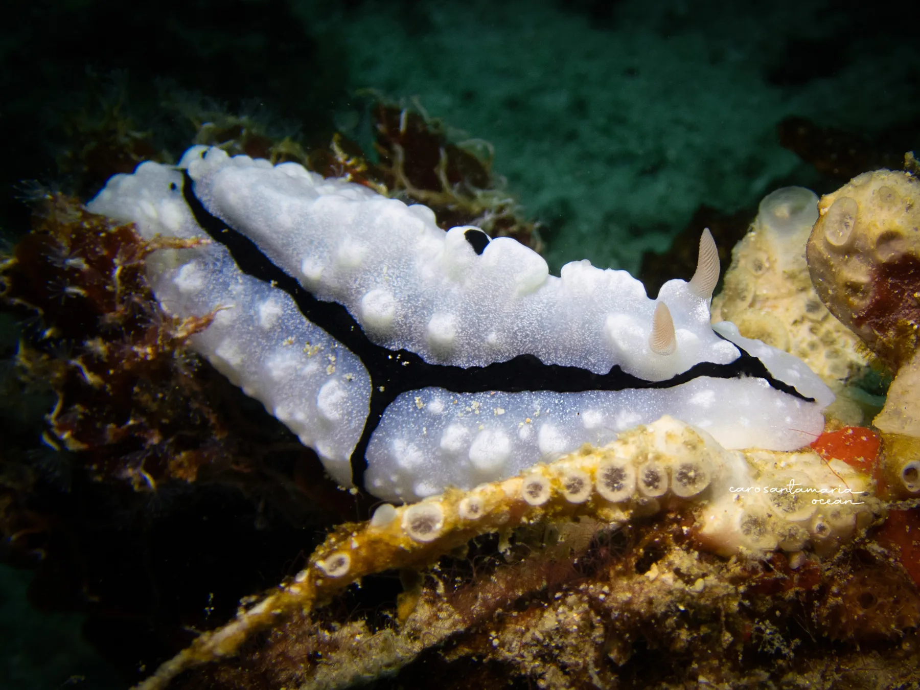 Phyllidiopsis-shireenae-nudibranch-much-diving