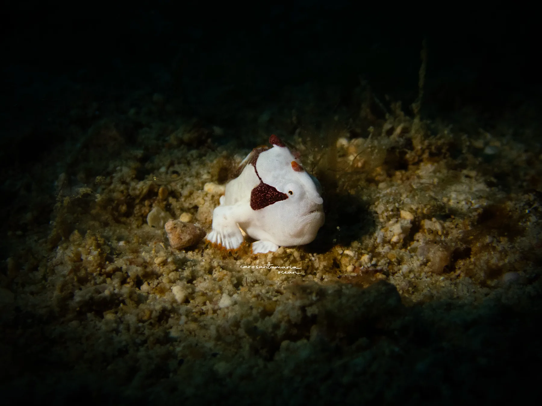 painted-frogfish-muck-diving