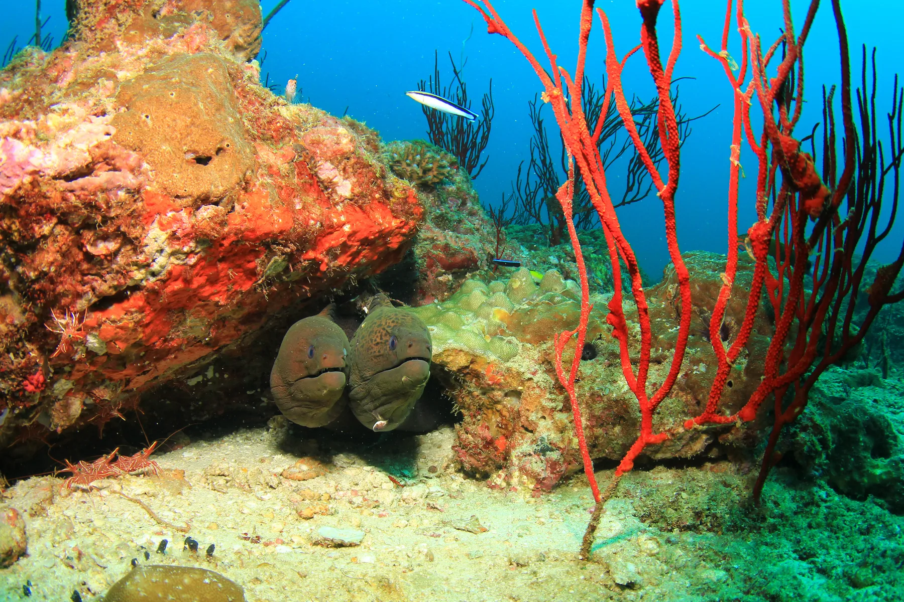 Two moray eels peering out of a coral overhang on a reef near Akumal, the shallow turtle bay south of Playa del Carmen where green and hawksbill turtles feed almost daily.