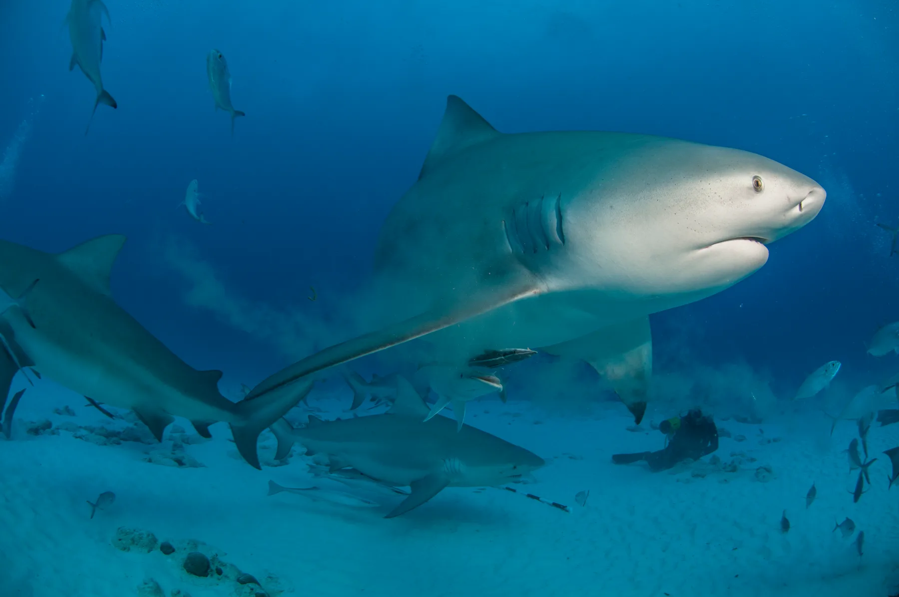 Diving with Bull Sharks in Playa del Carmen