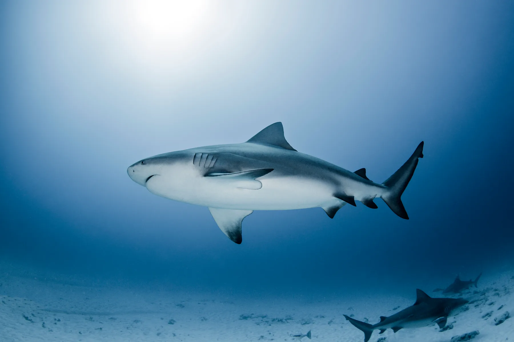 A heavily pregnant female bull shark cruising the sandy shallows off Playa del Carmen, photographed during the November-to-March winter aggregation that draws divers to this part of the Mexican Caribbean.