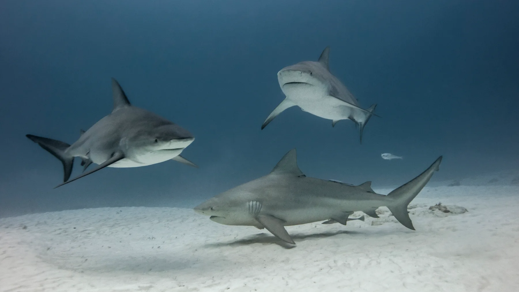 A group of bull sharks cruising in formation in clear blue water off Playa del Carmen, Mexico, the headline winter encounter the destination is known for among experienced divers.