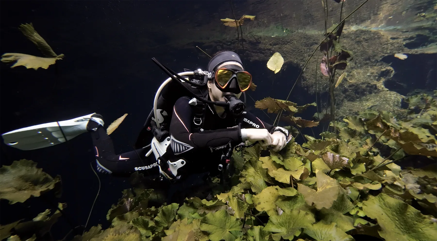Caro hovering just below the surface of a cenote near Tulum, surrounded by floating lily pads and the leaves of the forest above, with shafts of sunlight cutting through the clear freshwater.