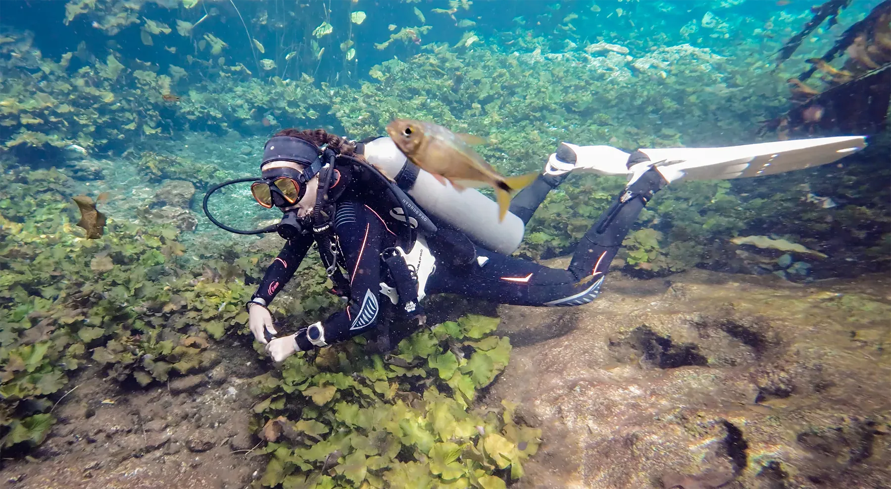 Caro swimming through a cenote in the Yucatán, fin extended over a carpet of green aquatic plants on the limestone floor, with a small freshwater fish passing in the foreground.