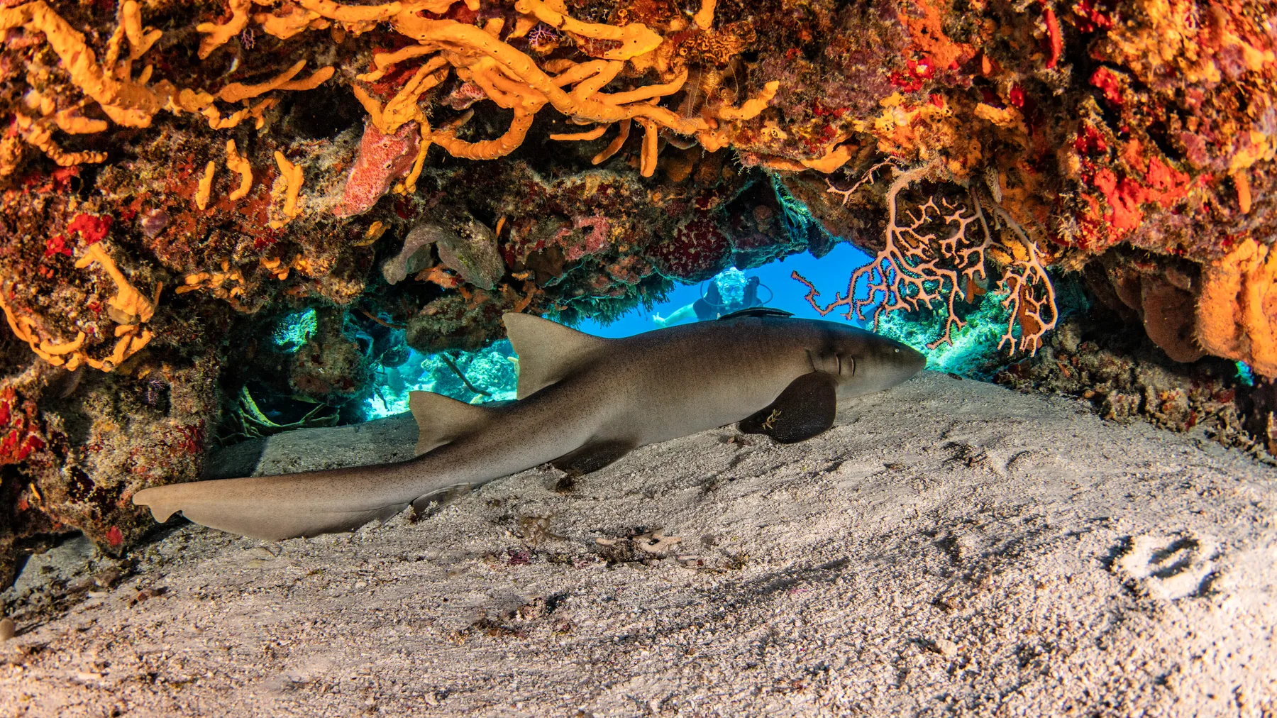 A nurse shark resting under a coral overhang in Cozumel, Quintana Roo. The island's deep walls and drift sites are the headline of Caribbean Mexico diving and an easy day trip from Playa del Carmen.