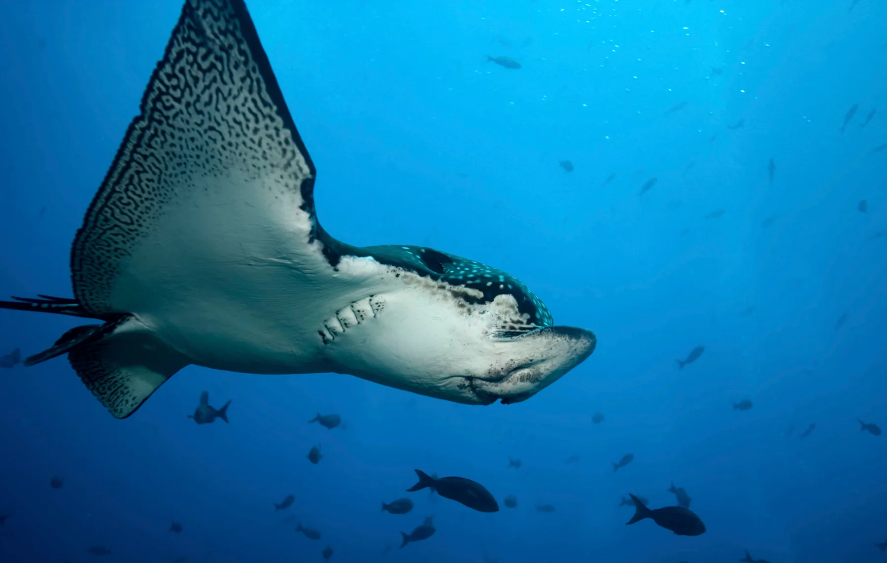 A large pelagic ray gliding through open blue water above a reef. On the better Playa del Carmen days, the offshore reefs deliver eagle ray encounters and dense schooling fish in the recreational depth band.