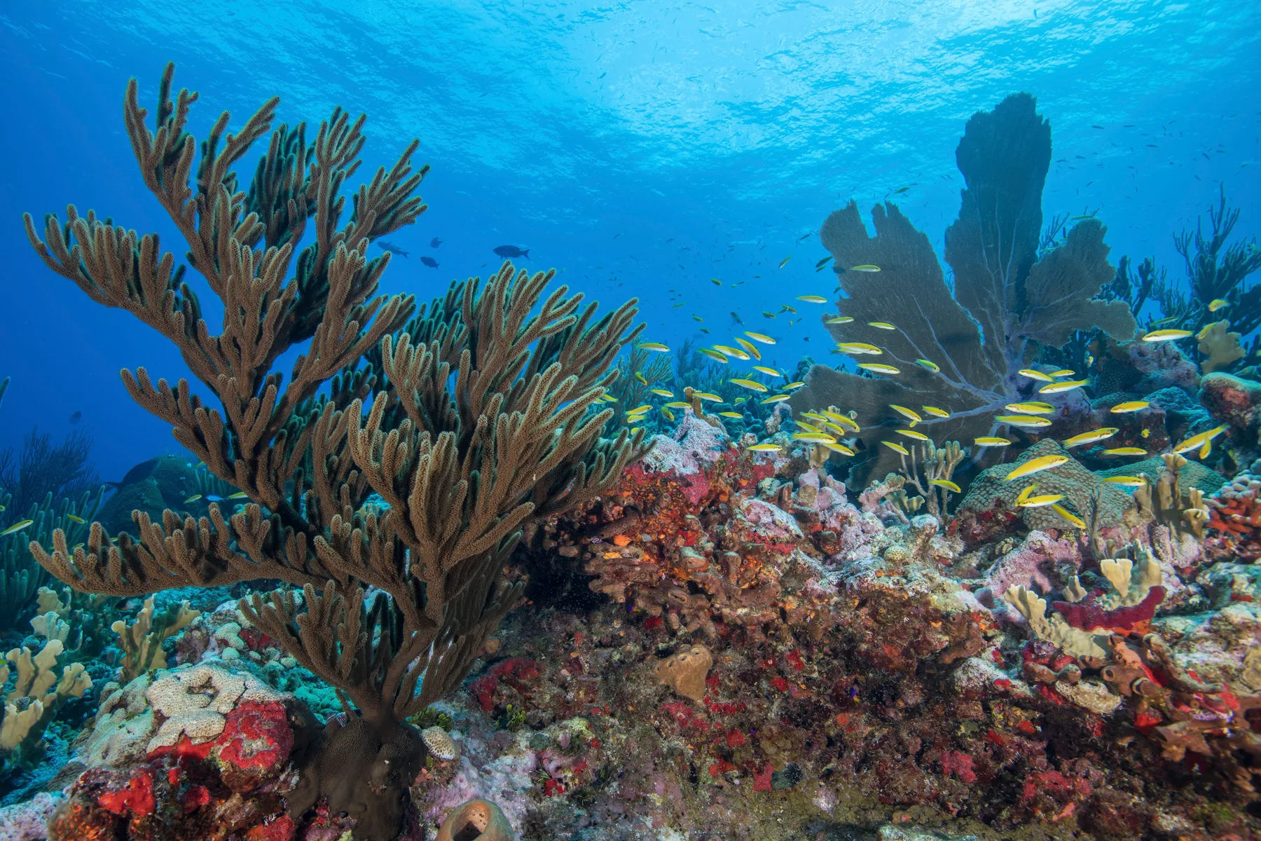 Dense Caribbean reef life on a protected section of the Mesoamerican Barrier Reef, the kind of fish-stacked scene Puerto Morelos still delivers despite the wider regional reef stress.