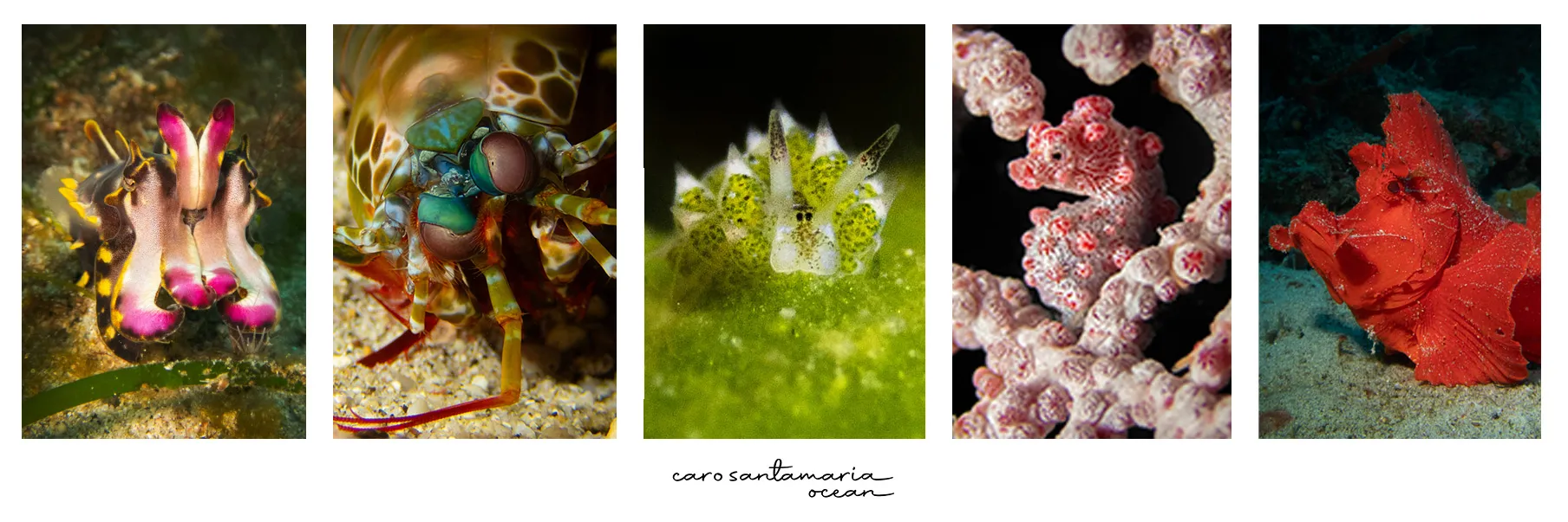 Macro species collage from Puerto Galera: flamboyant cuttlefish, peacock mantis shrimp, sheep nudibranch, pygmy seahorse and red rhinopias