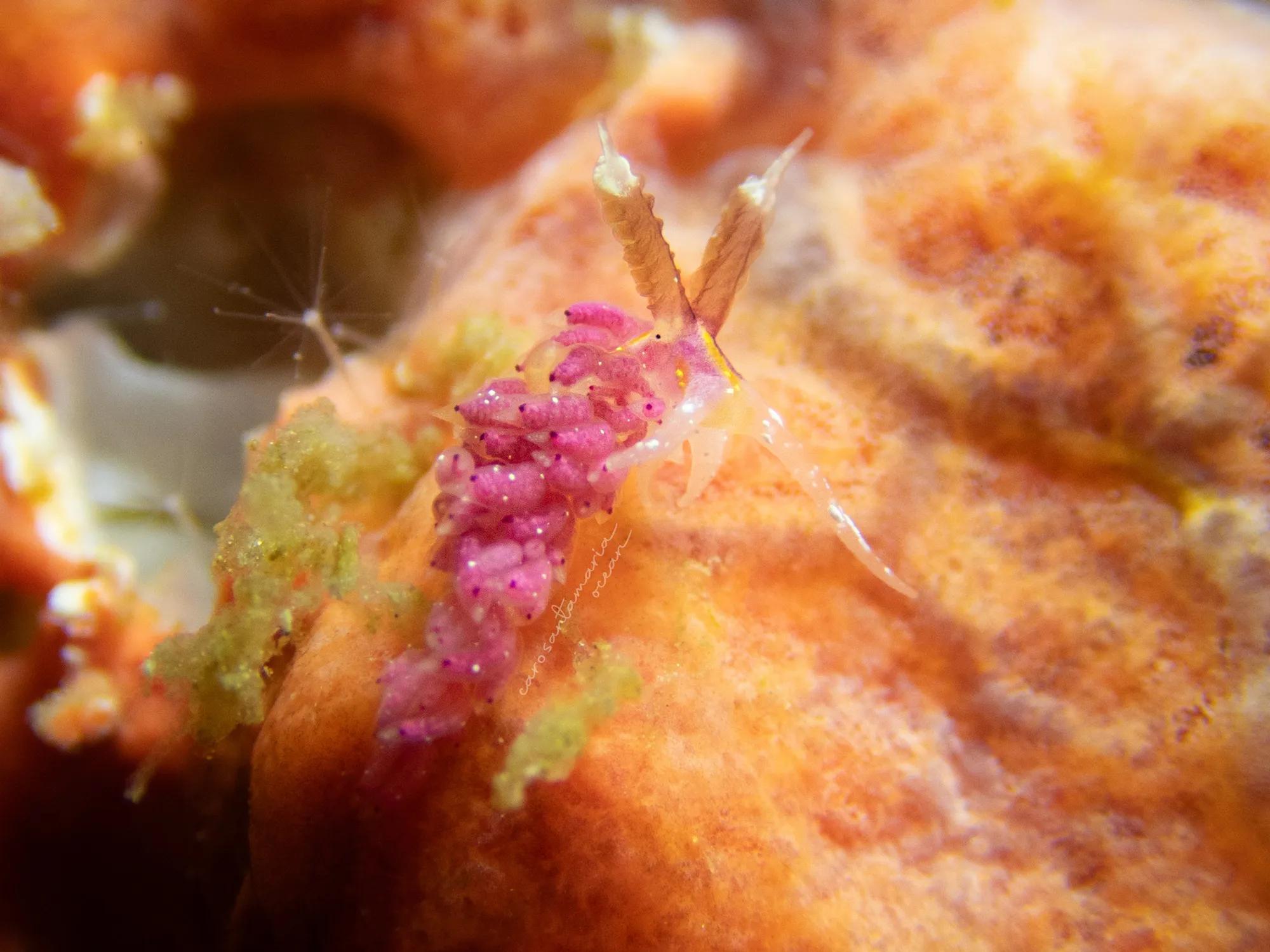 A bright pink Favorinus mirabilis nudibranch on an orange sponge in Puerto Galera, Philippines